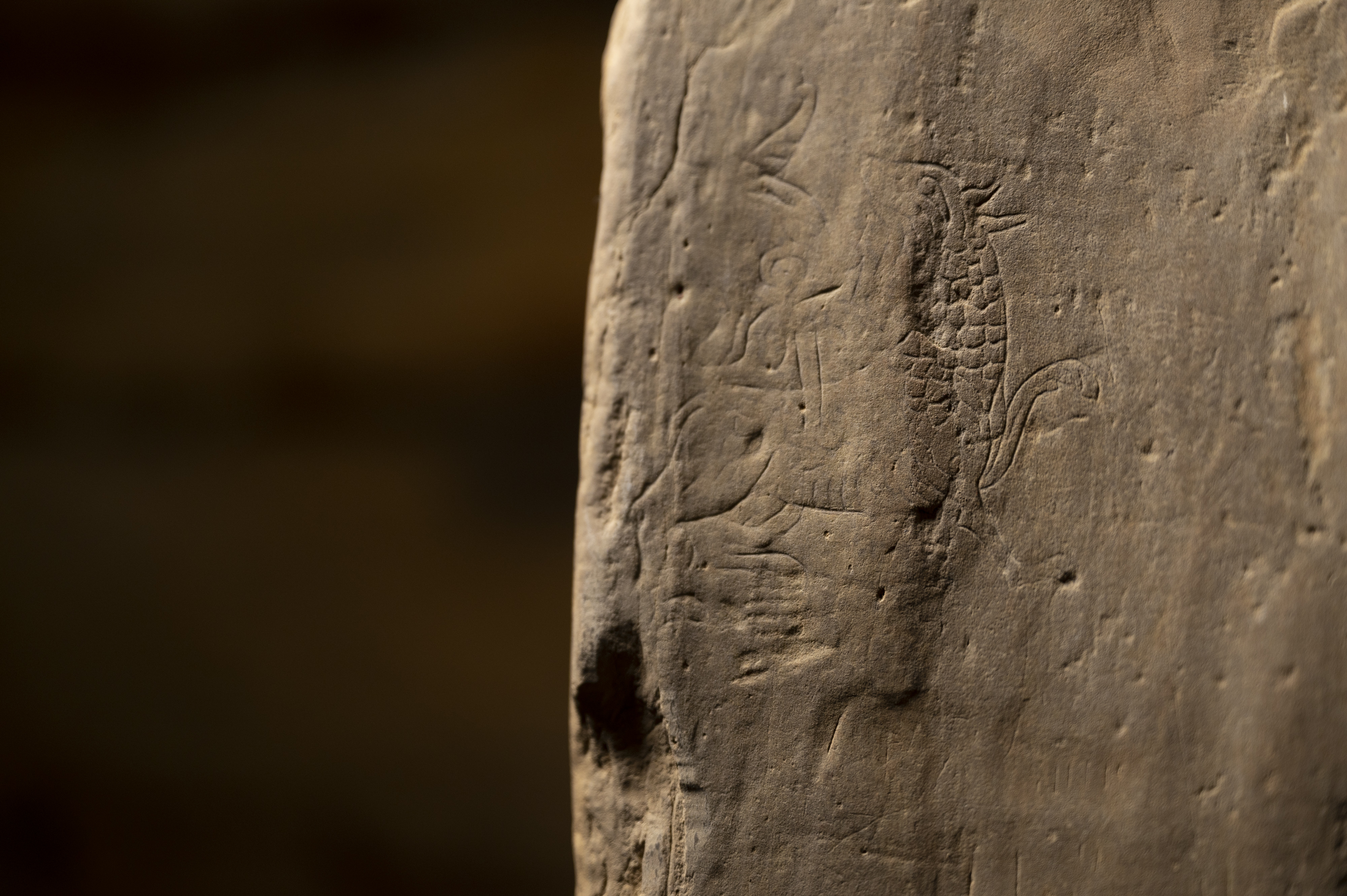 Close-up of a carved dragon etched into a stone wall inside Maeshowe Chambered Cairn. The dragon has a long body with scales and a curling tail. 