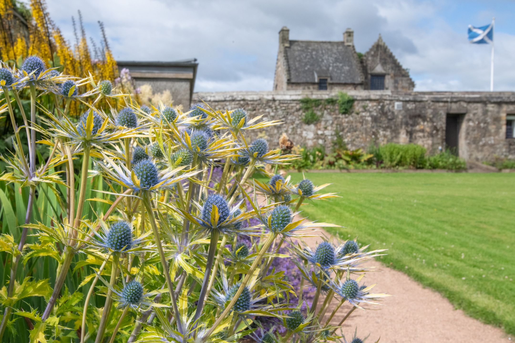 A flower border filled with sea holly, with a historic stone castle building in the distance