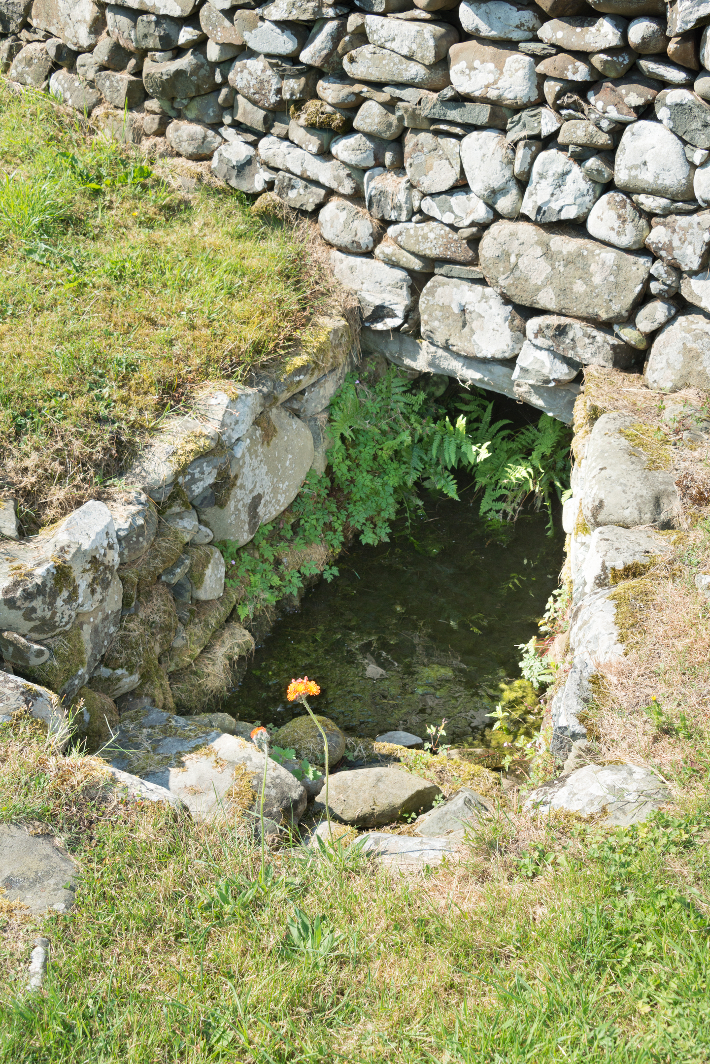 Small stone-lined water source partially covered by a dry-stone wall, with green plants growing around the water and a single orange flower in the foreground on grassy ground. The stones are irregular and weathered, forming a natural-looking enclosure
