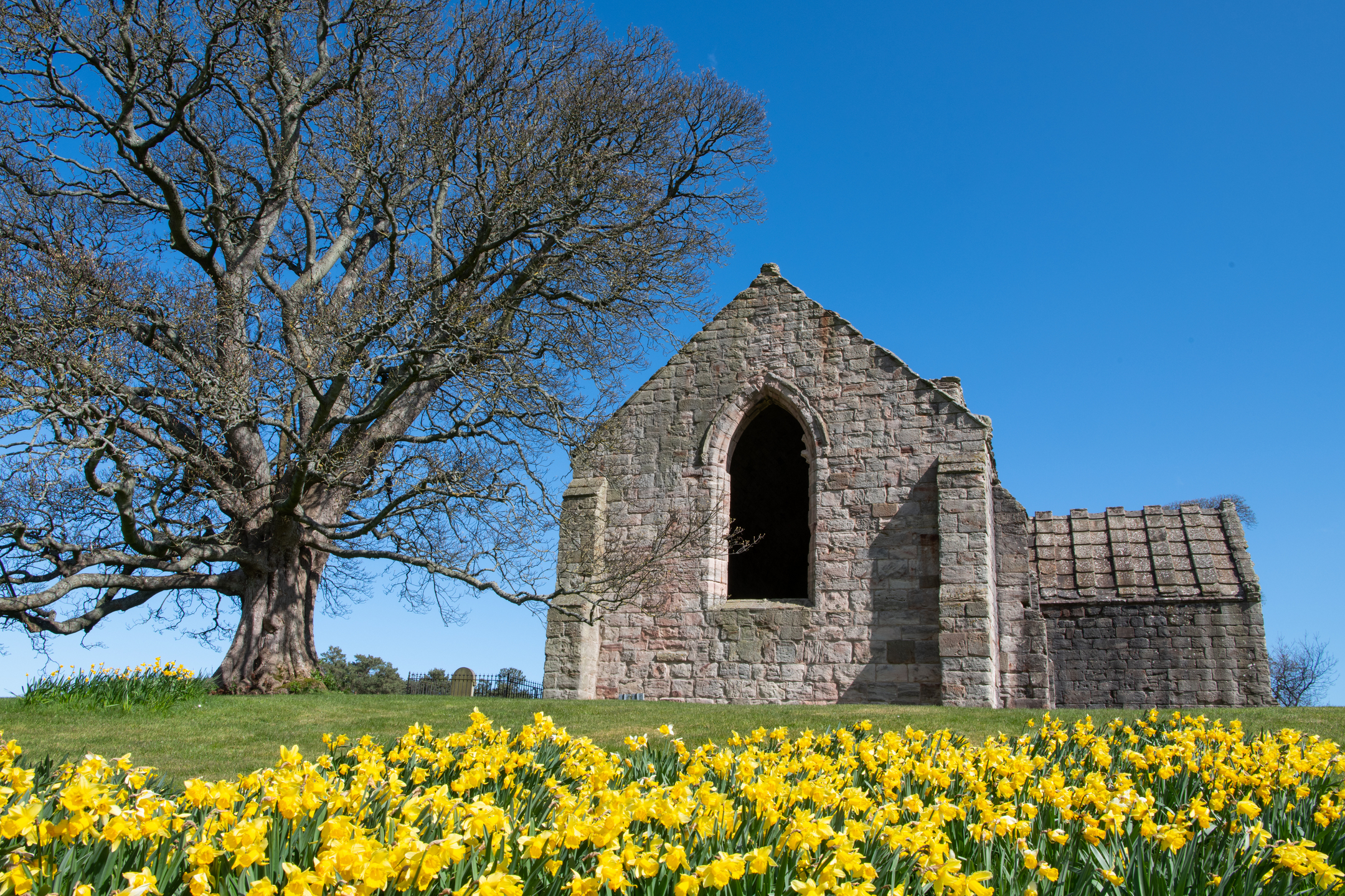 Small church building with daffodils