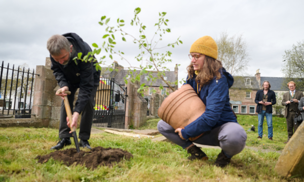 Two workers are helping plant a young Elm Tree