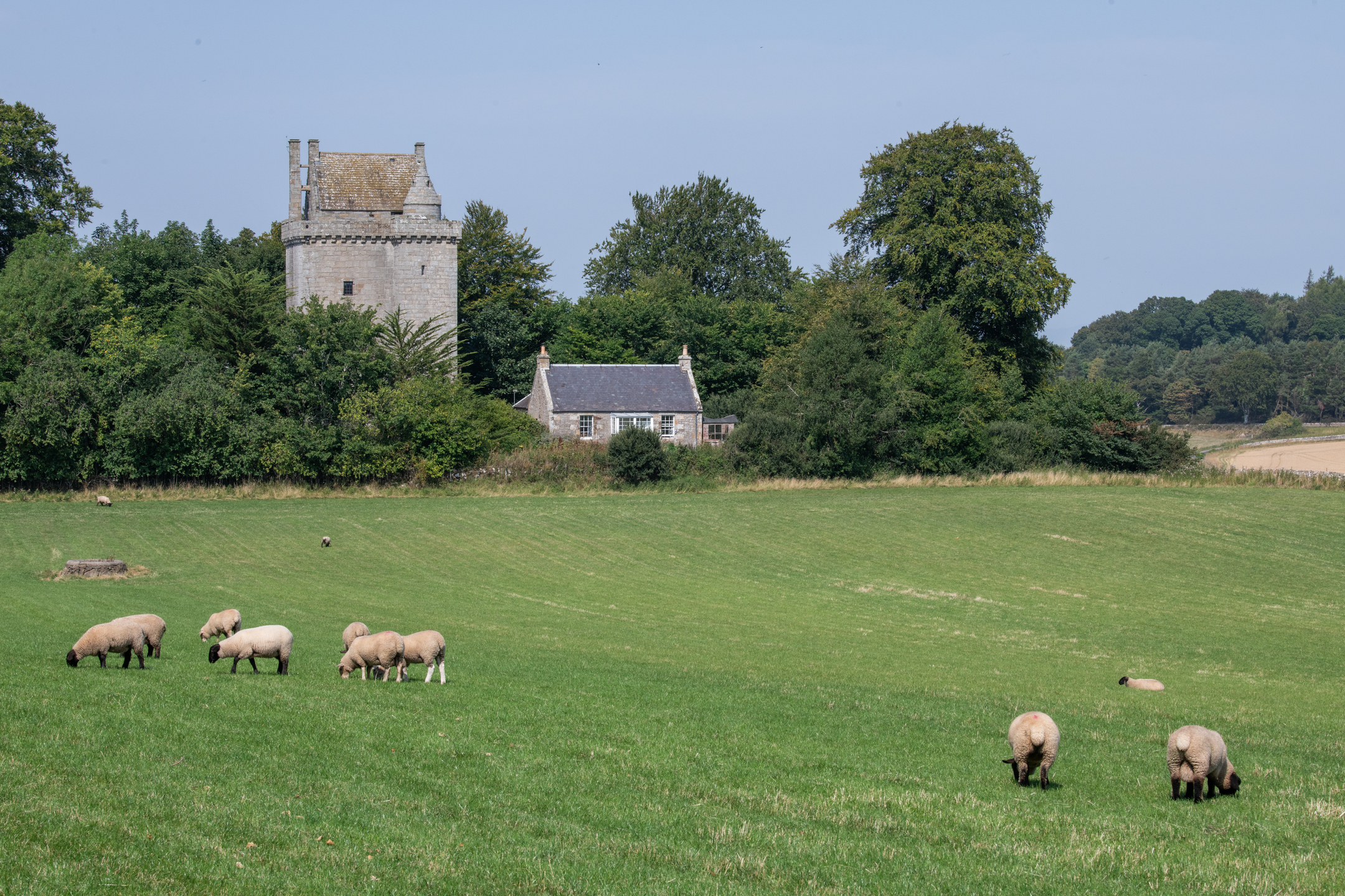 Sheep graze in a field in front of a wooded area with a tower in it