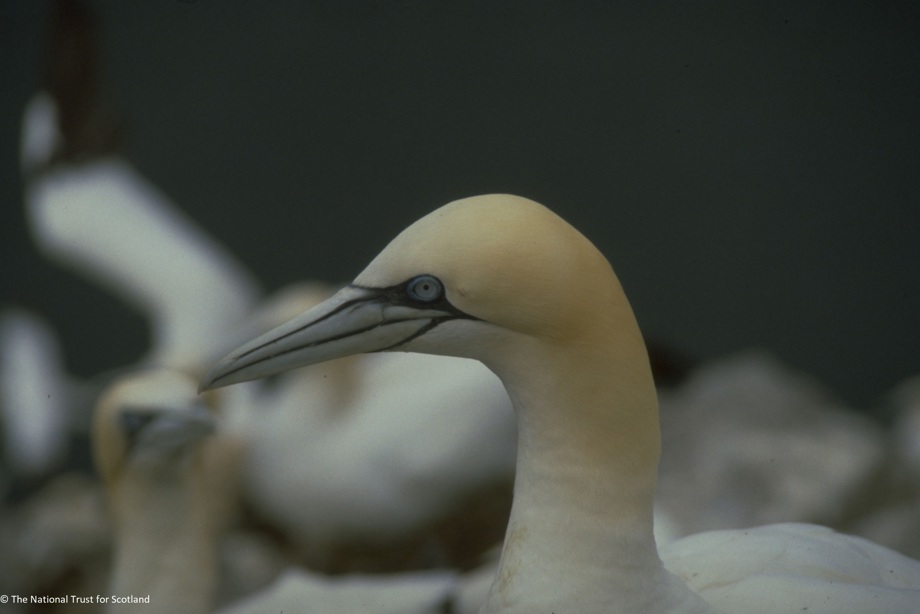 Close-up of a gannet with other birds blurred in the background.