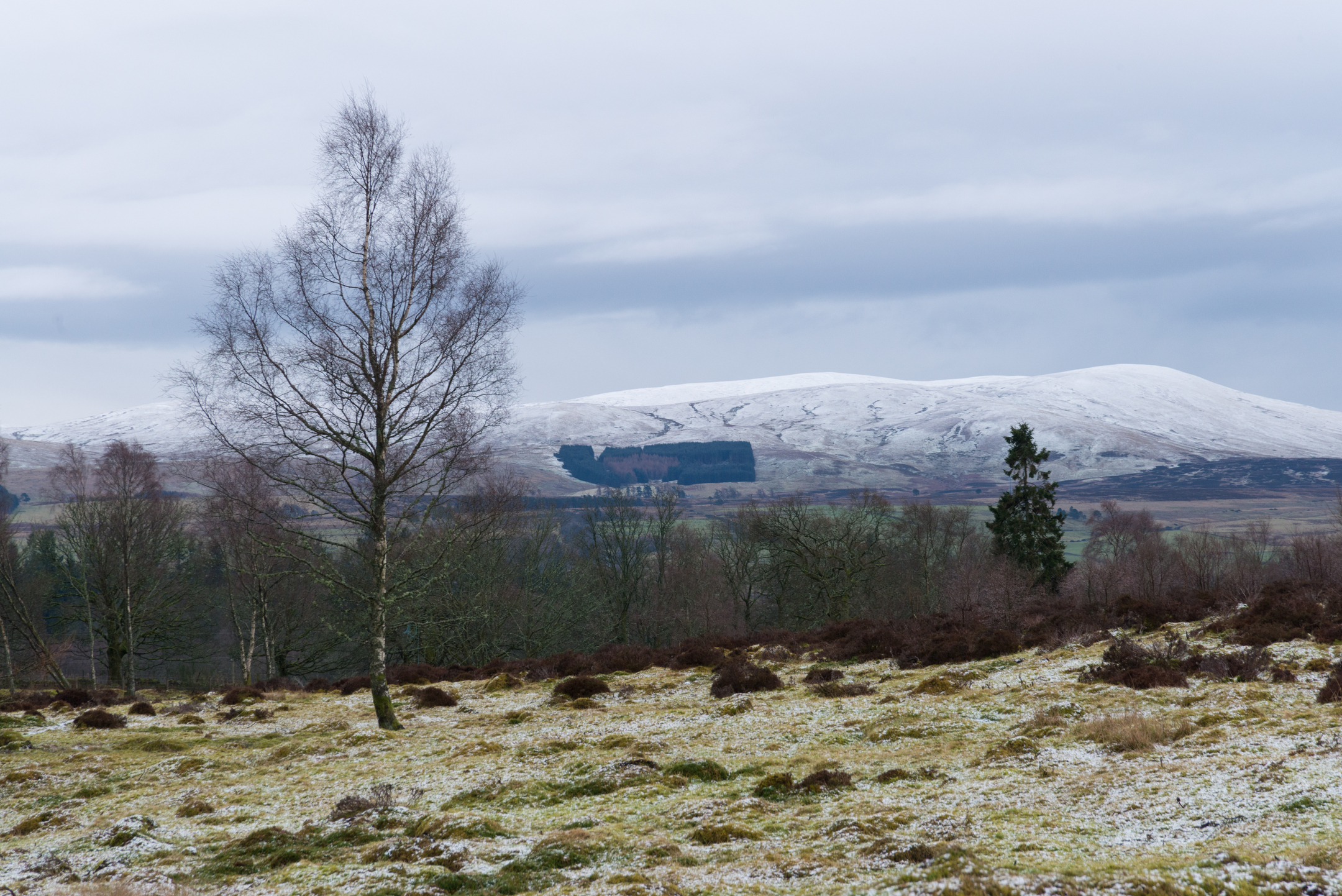 A lone birch tree in the foreground with snow-covered hills rising in the distance beneath an overcast sky.