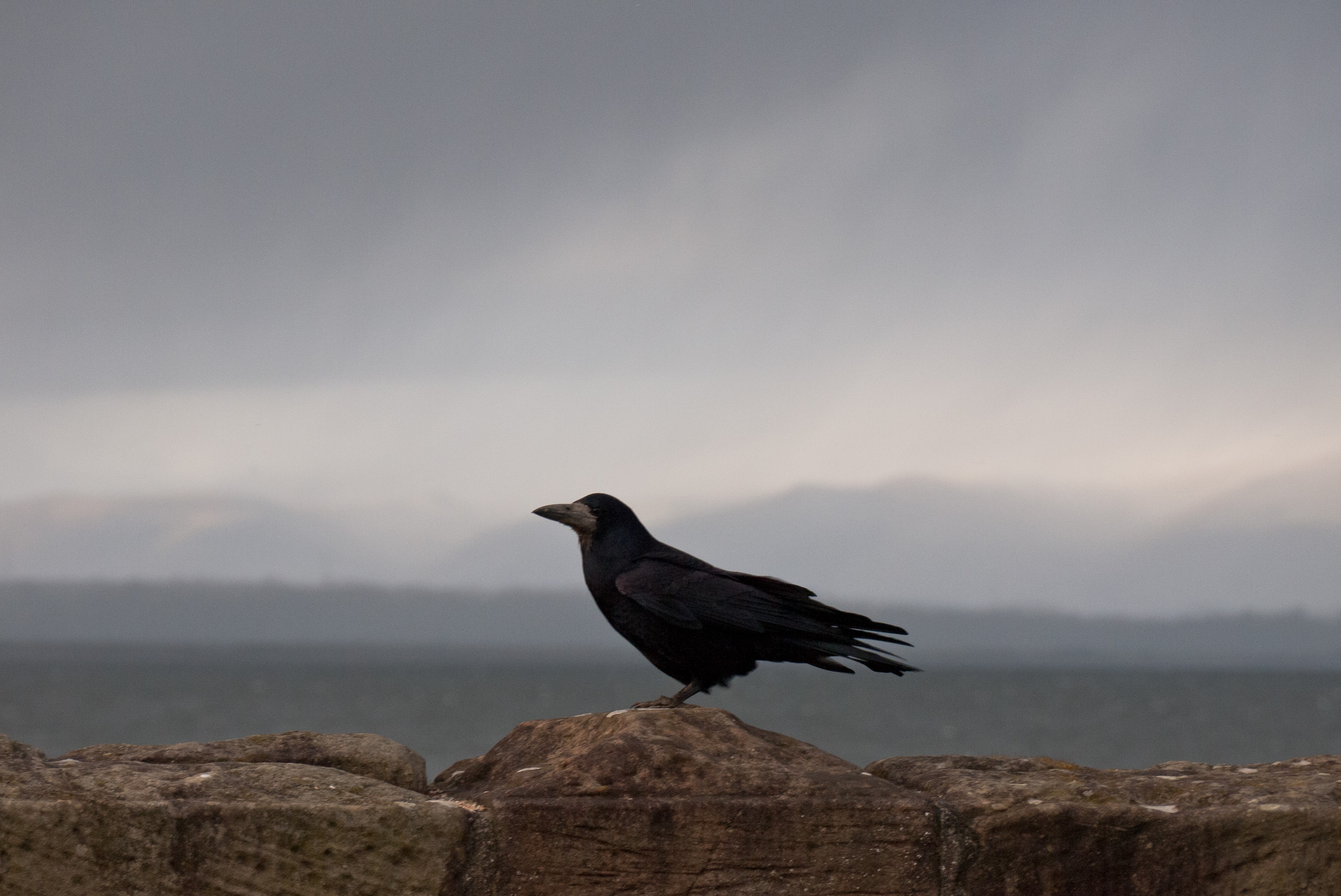 Rook standing on a stone wall with sea and a dark grey sky behind it. 