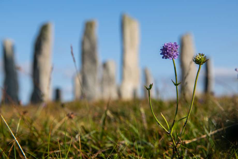 A few purple flowers are in the foreground and behind them, in the background, are the Calanais Standing Stones. 