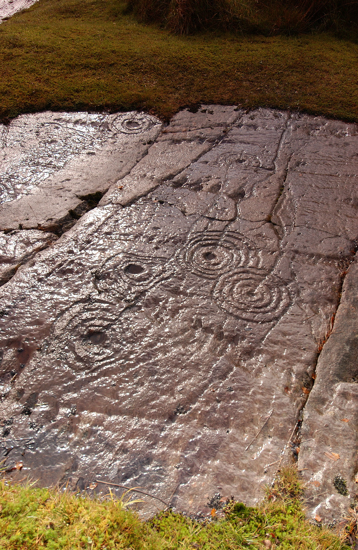 Close-up of rock carvings with concentric circles and grooves, bordered by grass.