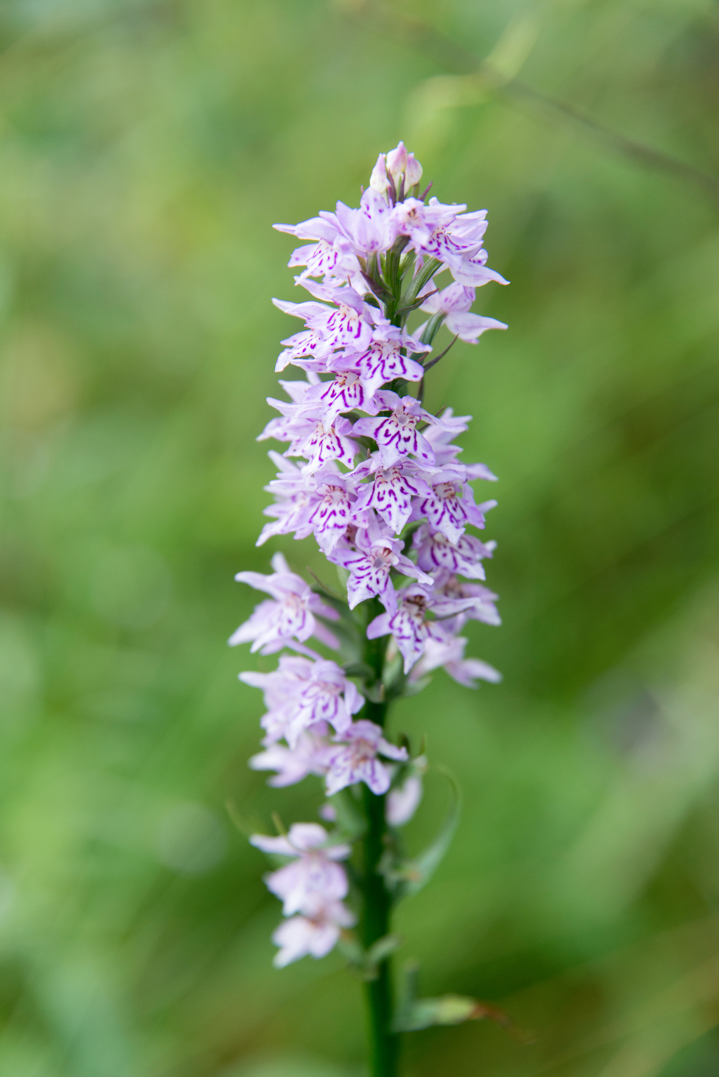 Close-up of a tall spike of pale purple wild orchid flowers with darker purple markings, set against a soft green blurred background.