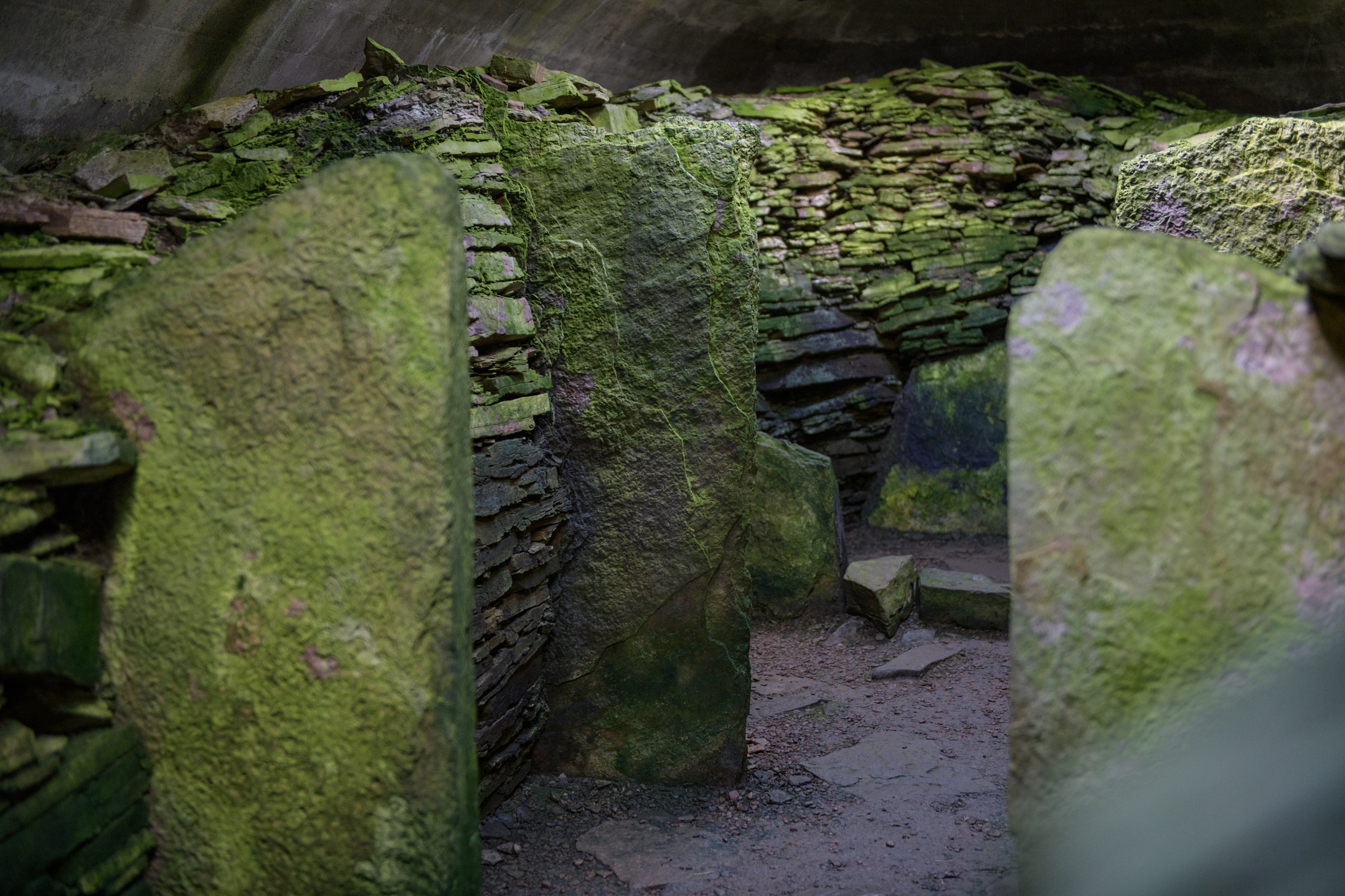 Ancient and weather standing stones in the inside of a chambered cairn. The stones are large and inconsistently shaped and are covered in green lichen or moss.