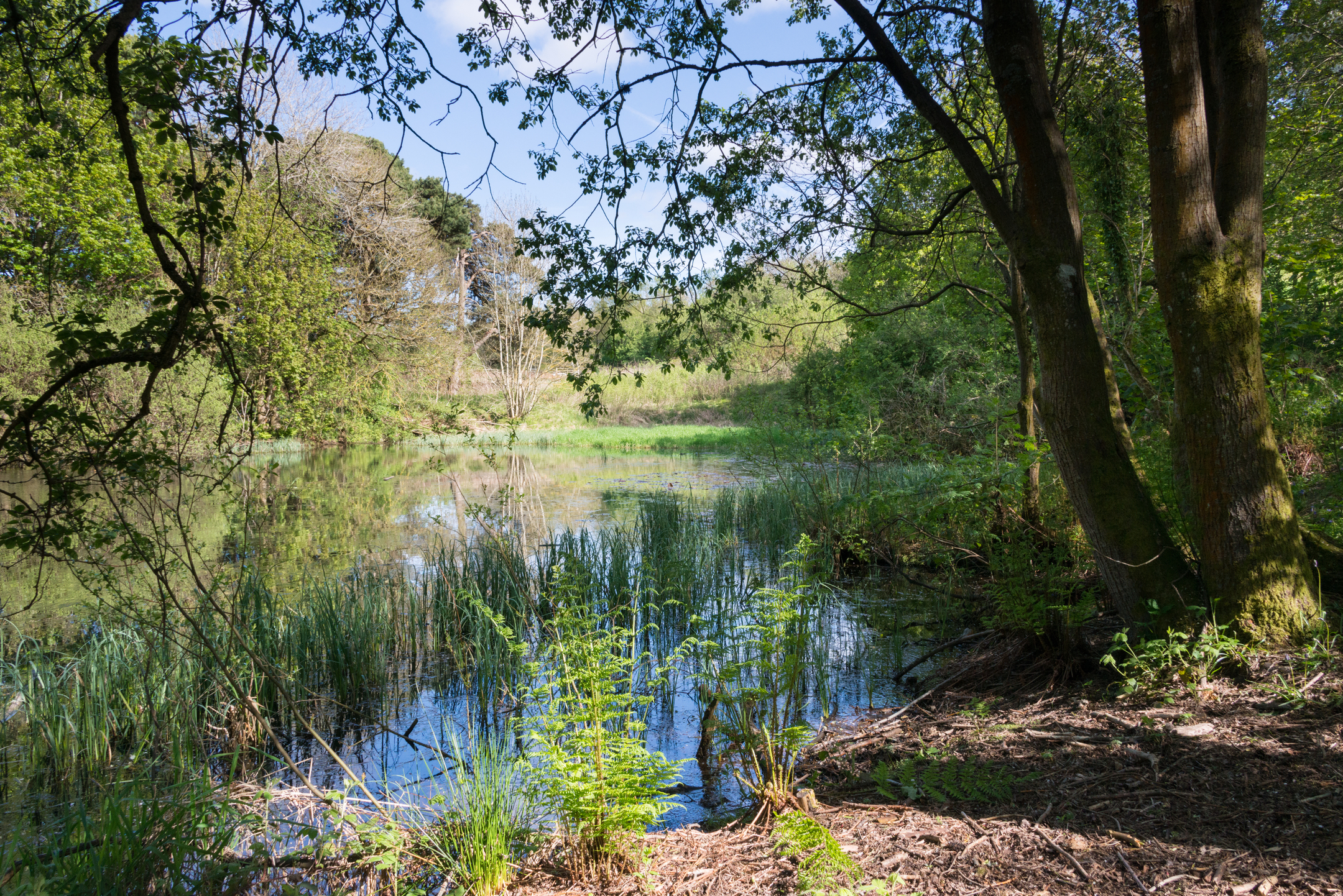 Sunshine on a pond within a country park. There are many ferns, reeds and other green plants.