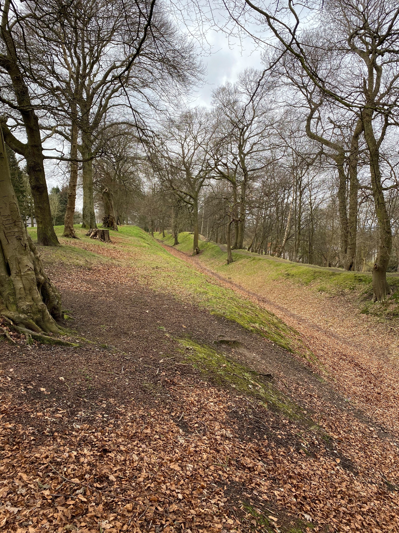Autumn view of the Antonine Wall ditch at Watling Lodge with trees and leaf-covered ground