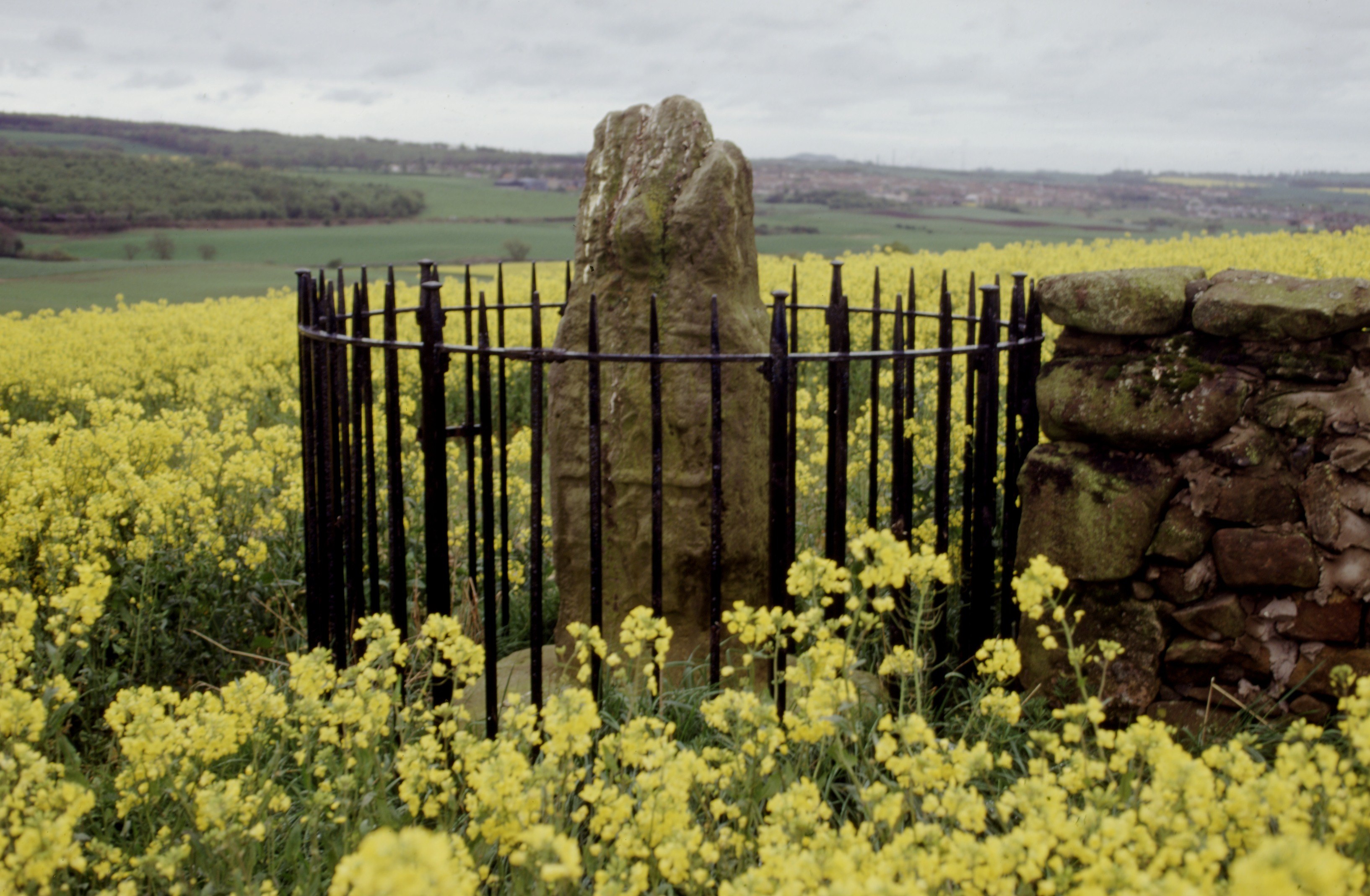 A tall, roughly hewn stone monument enclosed by a circular black iron fence, set in the middle of a vibrant yellow flowering field. A low stone wall is visible to the right, and rolling green hills stretch into the distance under an overcast sky.