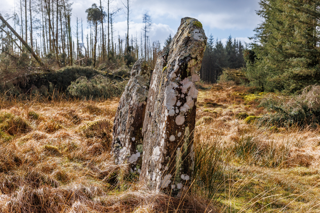 Two standing stones in a grassy moor, covered in lichen and surrounded by forest