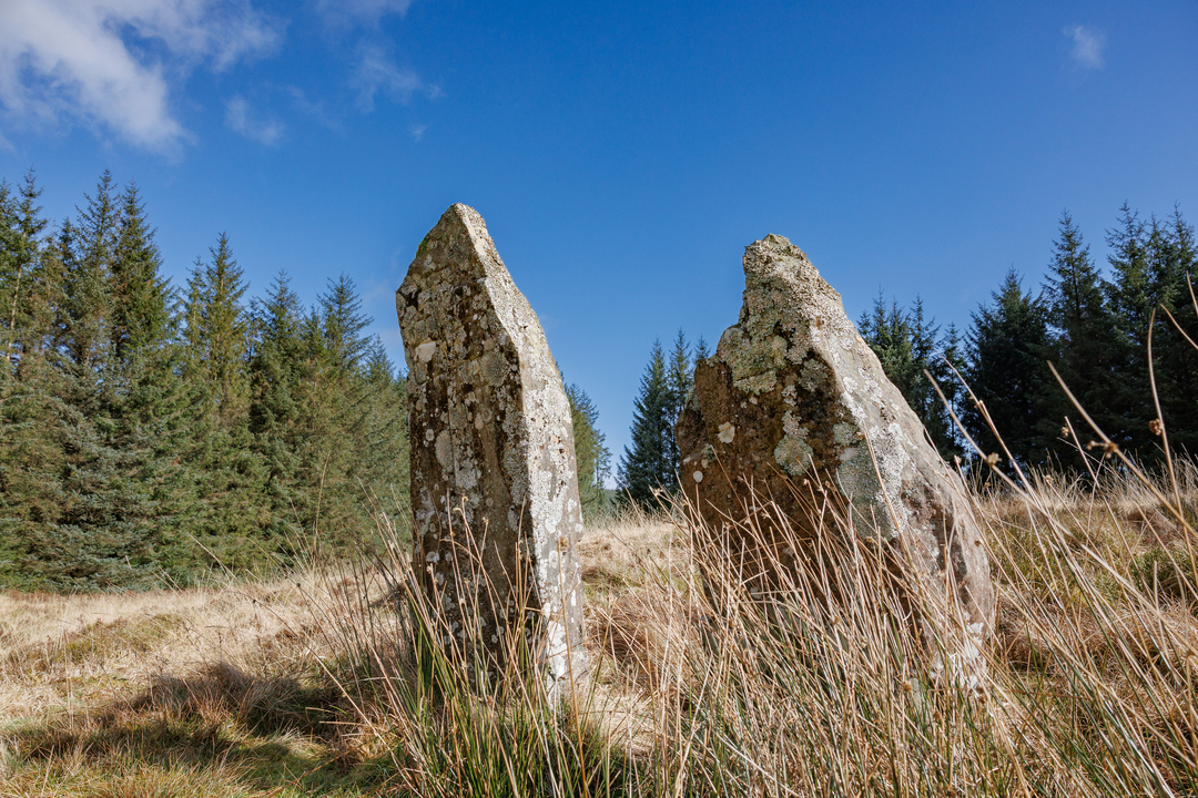 Two standing stones in a moor, with long grass in front of them and large pine trees behind