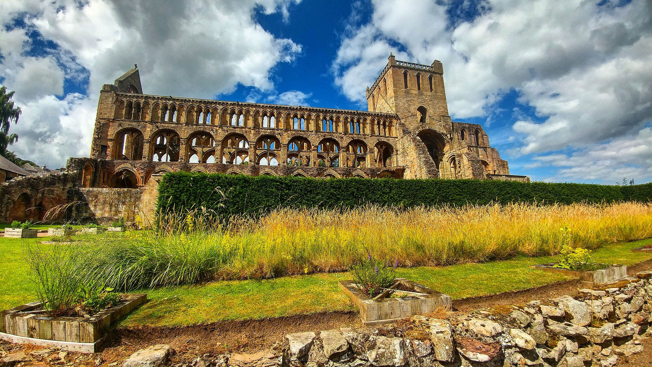 Abbey ruins with tower and long wall behind hedges and wildflower garden.