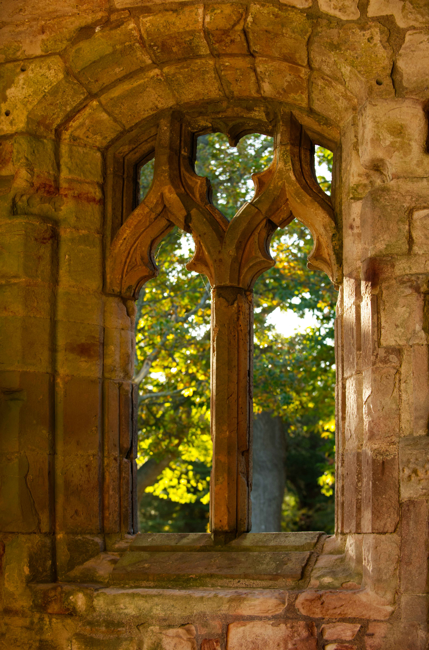 Warmly-lit view out a church window to tree outside