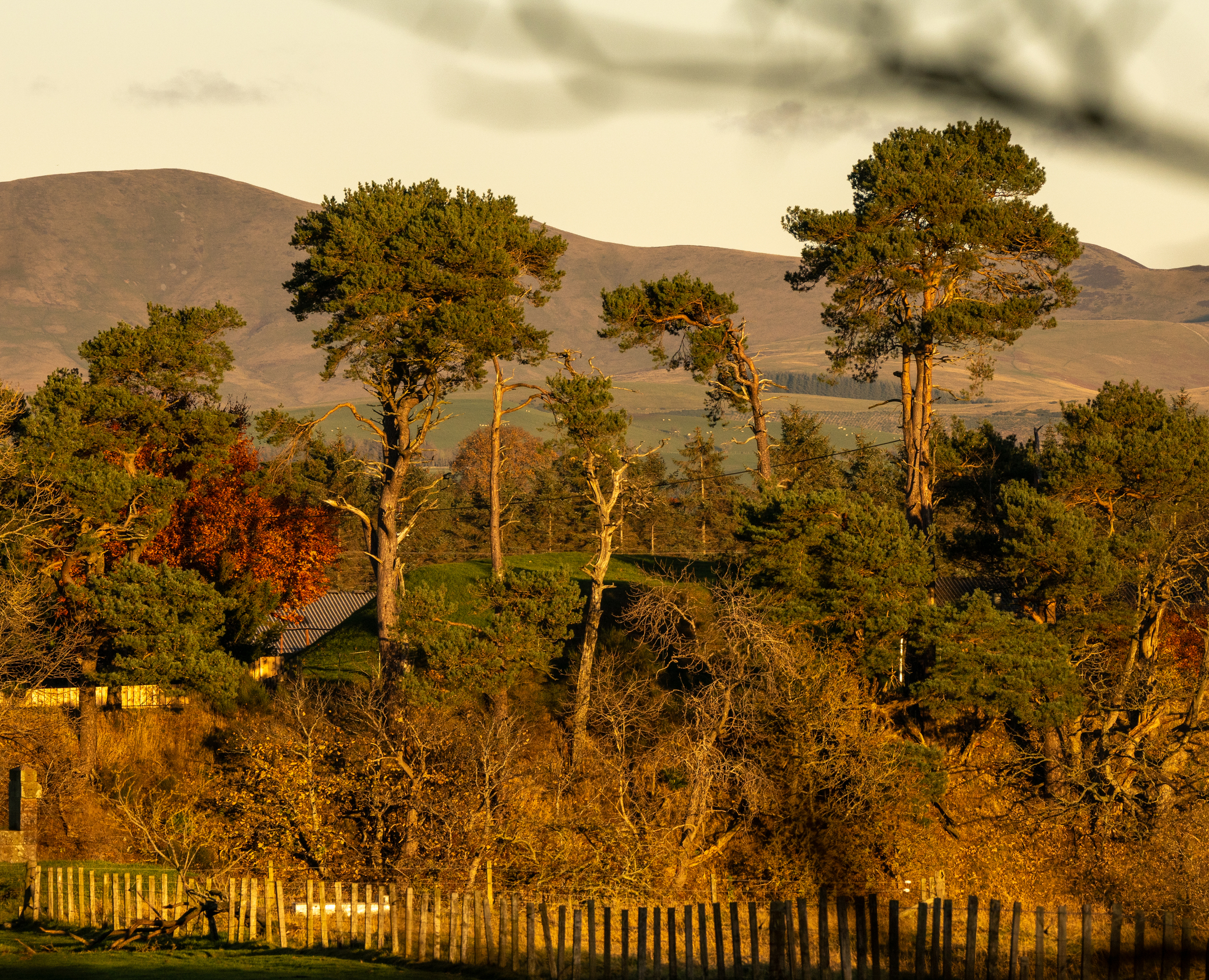Evergreen trees growing in front of a grassy mound. There are rolling hills in the background. 