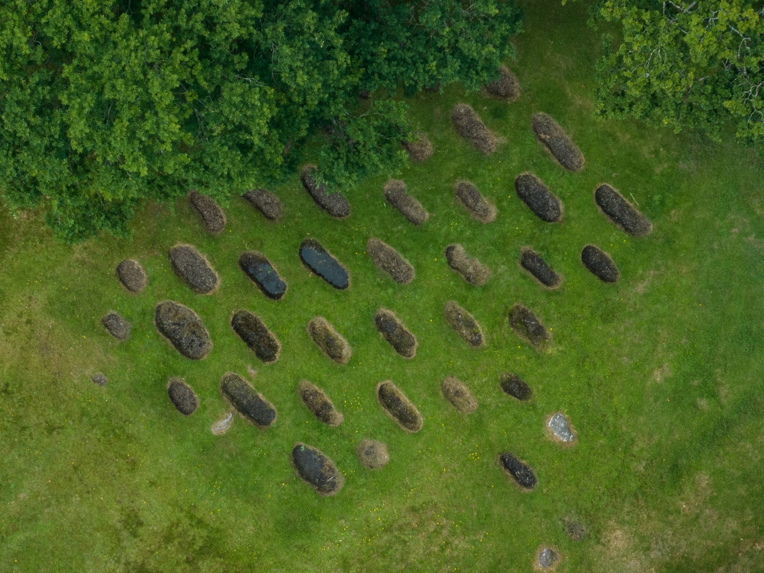 Dozens of oval pits arranged in neat rows on grassy ground beside a line of trees, seen from above. These are the remains of Roman defensive “lilia” pits at Rough Castle on the Antonine Wall.
