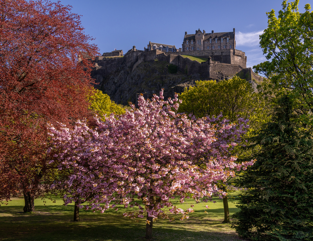 A pink cherry blossom tree, green conifer and orange-leaved tree in the park with Edinburgh Castle on the hill behind them