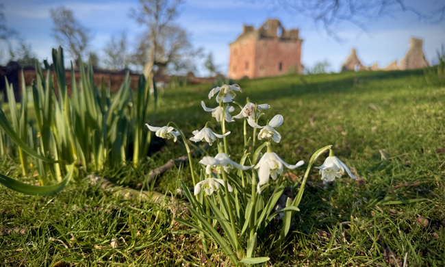 In the foreground are snowdrops and in the background Edzell Castle