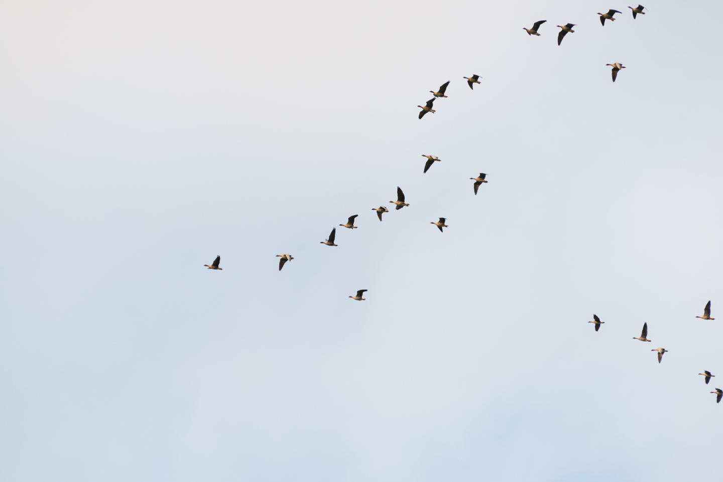 geese in a v formation flying overhead