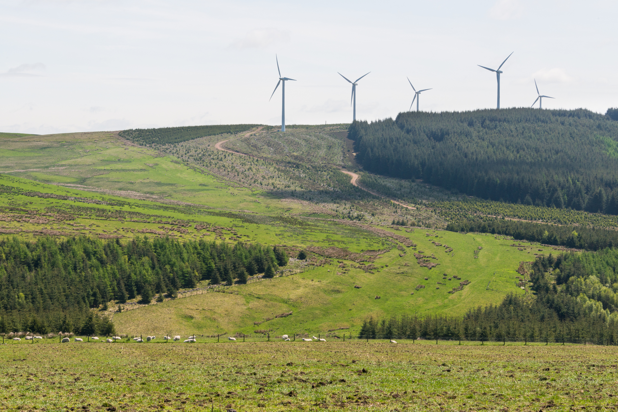Wide view of rolling hills with green pastures and dense forest areas, featuring a line of modern wind turbines on the ridge. The foreground shows grassy fields with scattered sheep, illustrating the contrast between historic and modern land use.