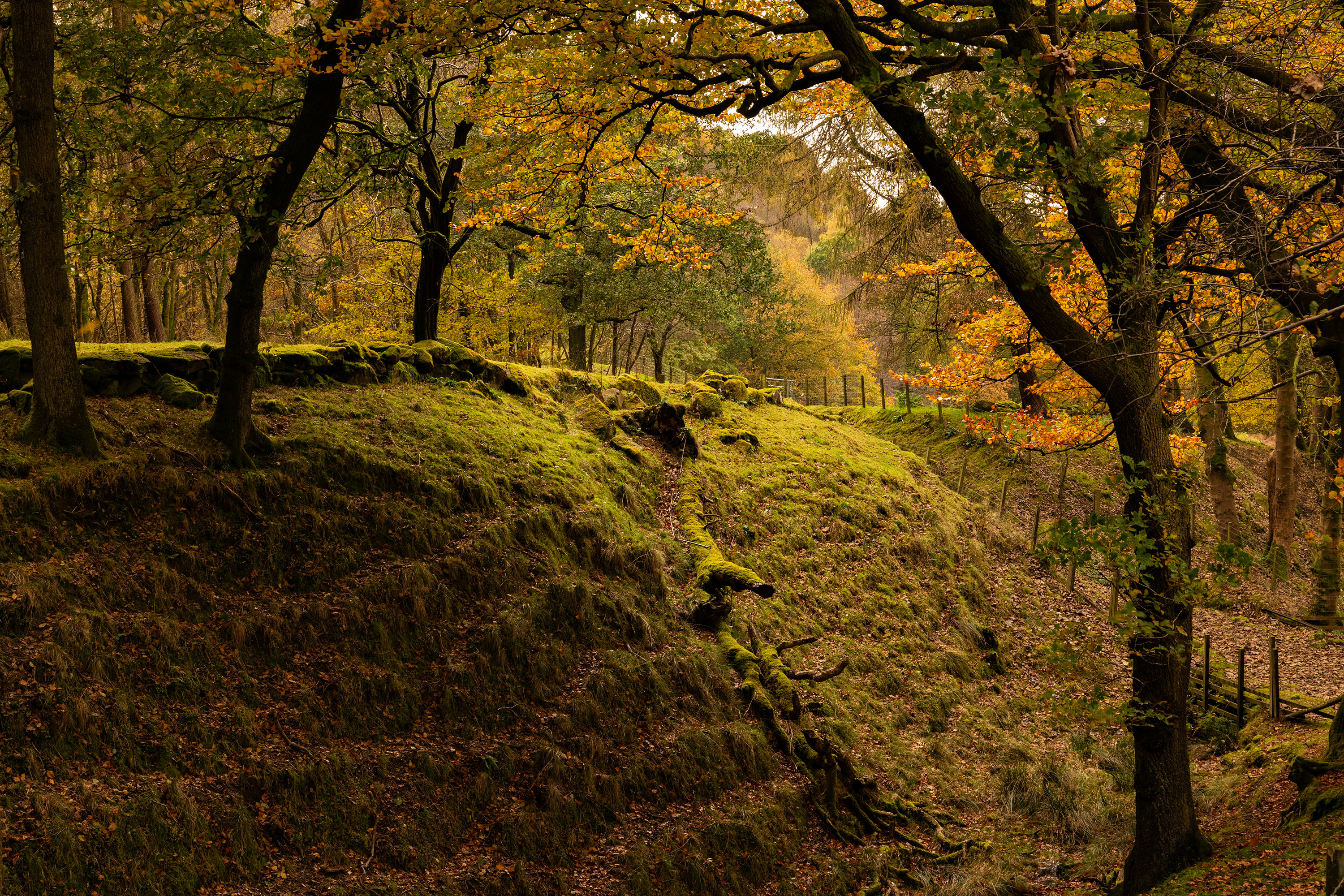 A moss‑covered embankment of the Antonine Wall near Dullatur, lined with autumn trees and overlooking a narrow grassy ditch in a woodland setting.