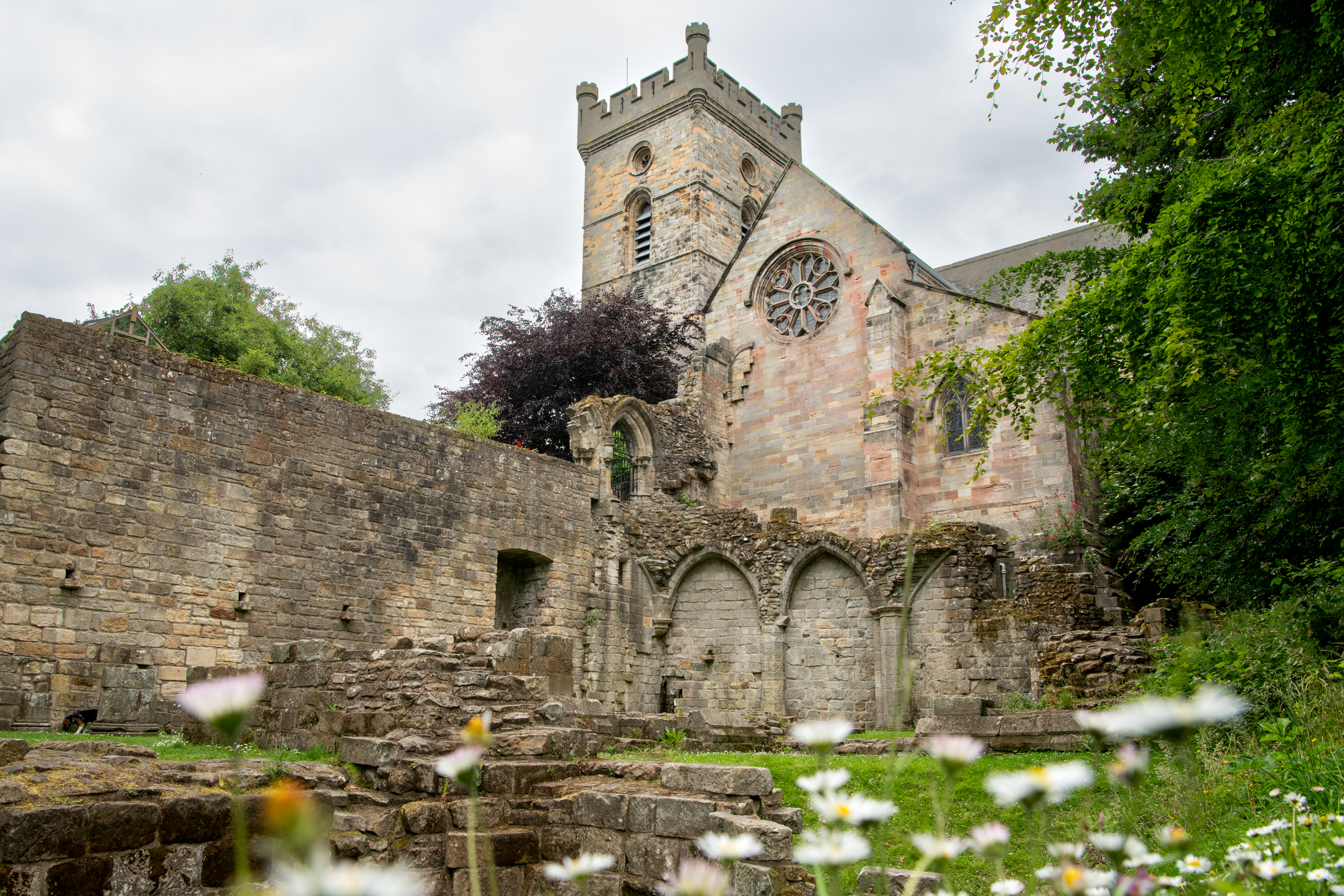A view of Culross Abbey’s tower and rose window overlooking the ruins, with wildflowers blurred in the foreground and leafy trees surrounding the site.