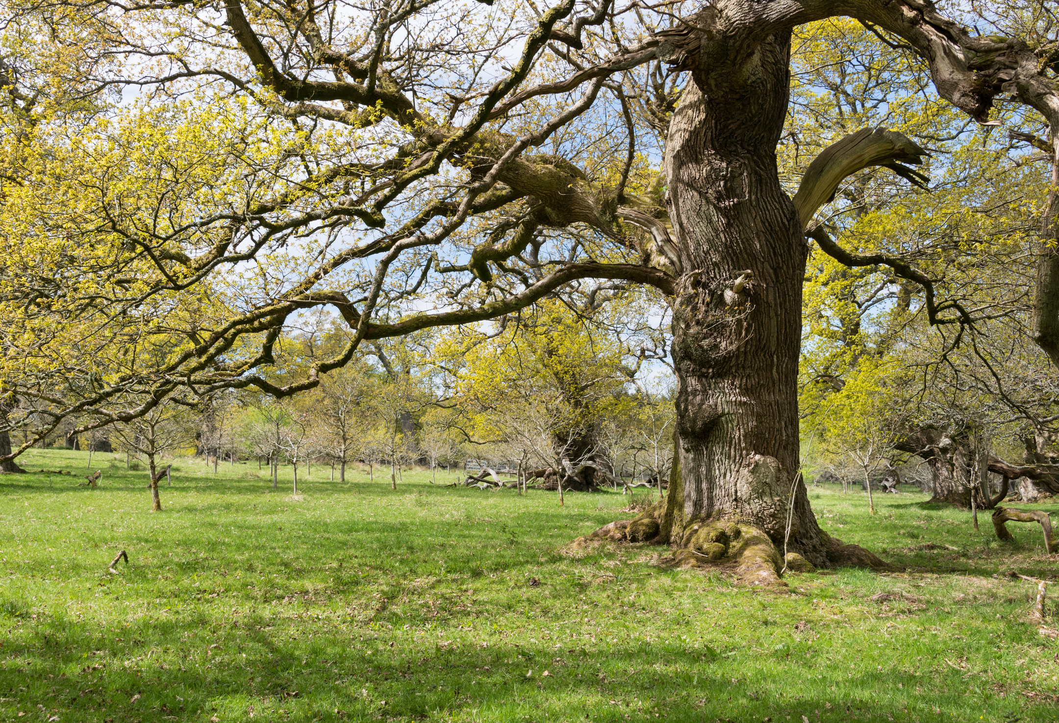 An ancient oak tree set in green parkland.