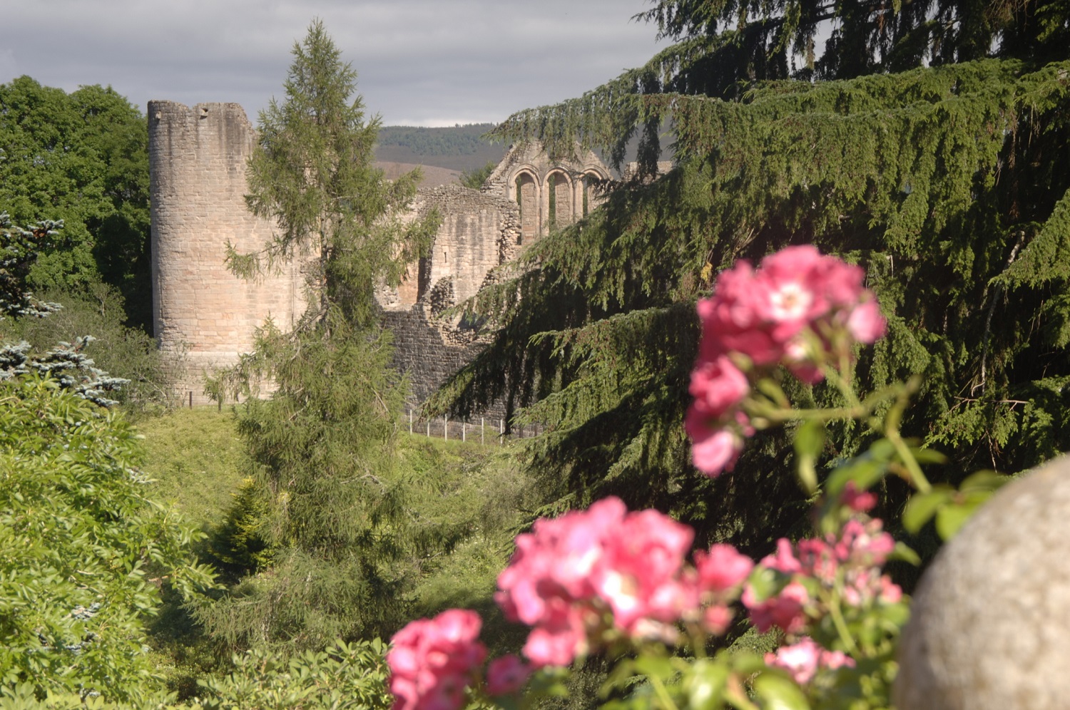 Ruins of a stone castle partially hidden among tall evergreen trees, with a blurred cluster of bright pink flowers in the foreground. Sunlight highlights the castle’s round tower and arched windows.