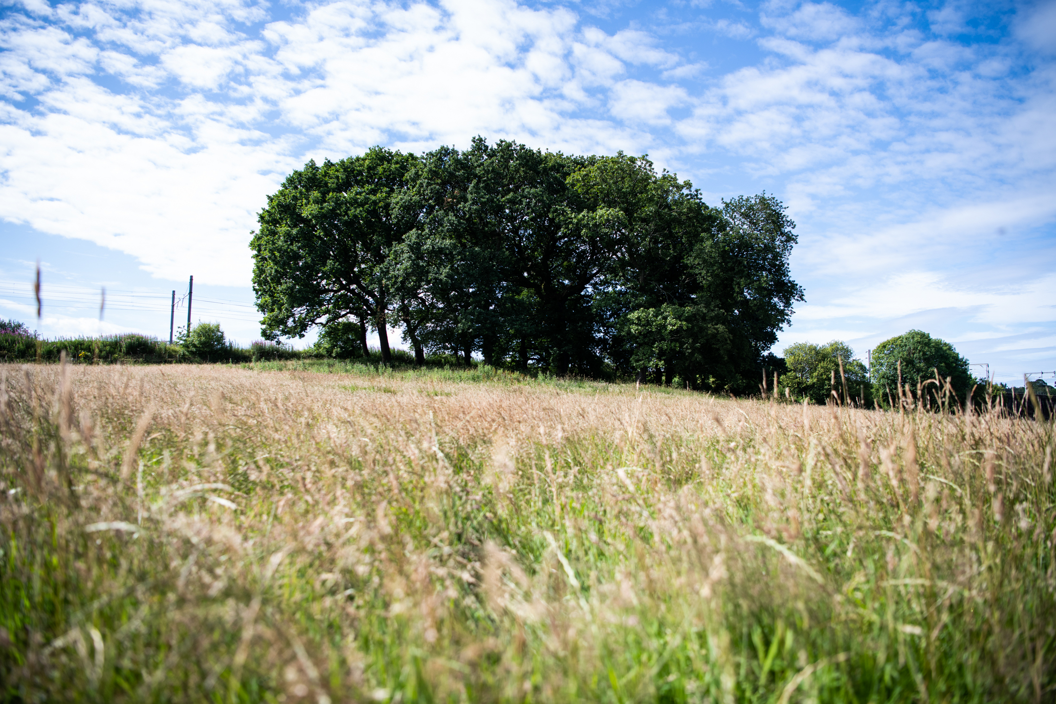 Wide grassy meadow with tall summer grasses and a cluster of large trees under a bright blue sky with scattered clouds.