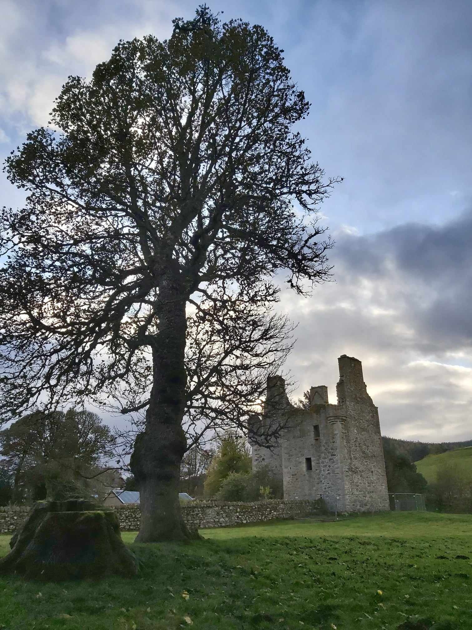 Large tree in the foreground with Glenbuchat Castle’s ruined stone tower visible in the background under a cloudy sky.