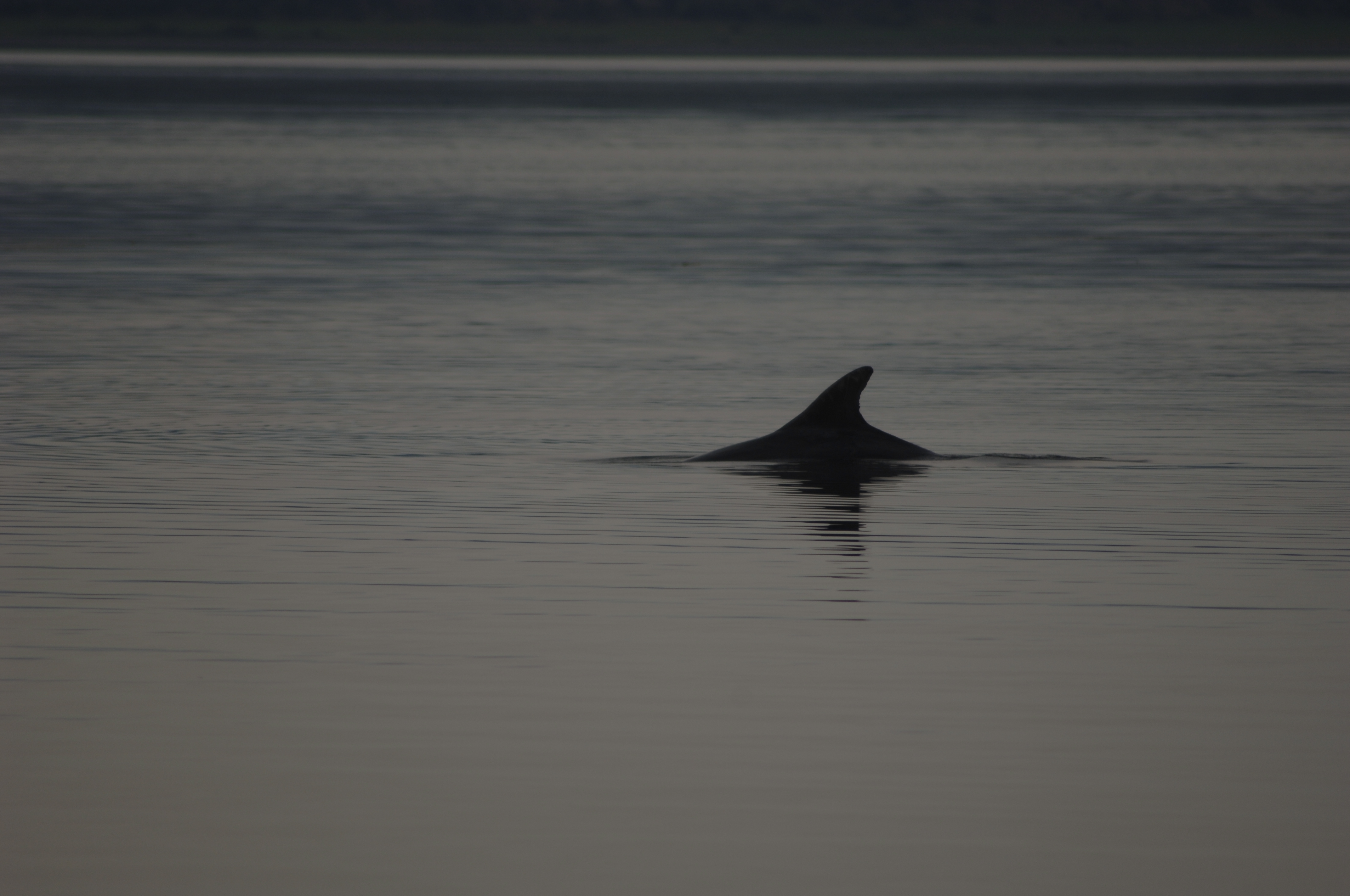 A bottlenose dolphin going back under the water in the Moray Frith