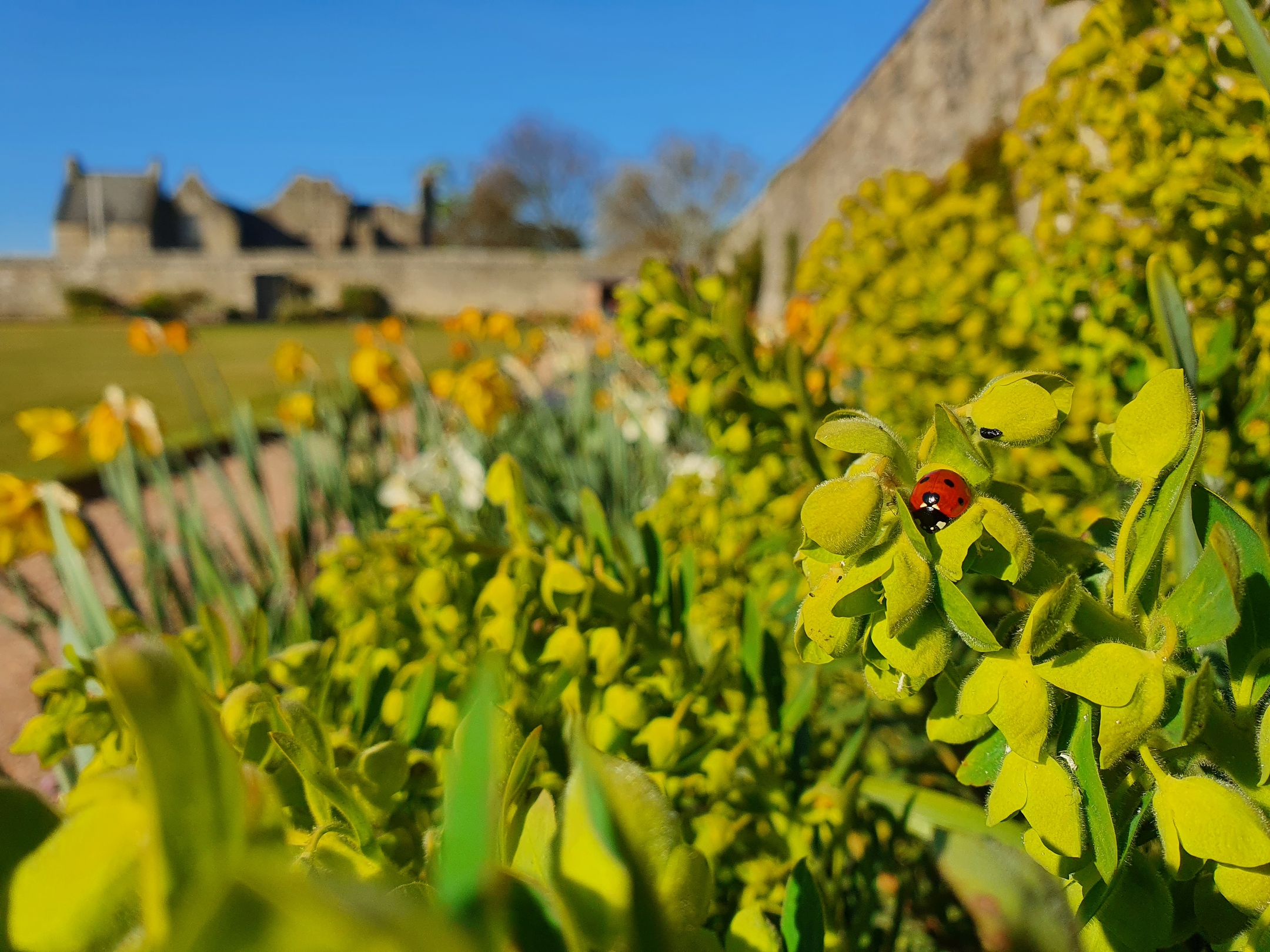 A ladybird on a green plant, in a lush border with a castle in the near distance