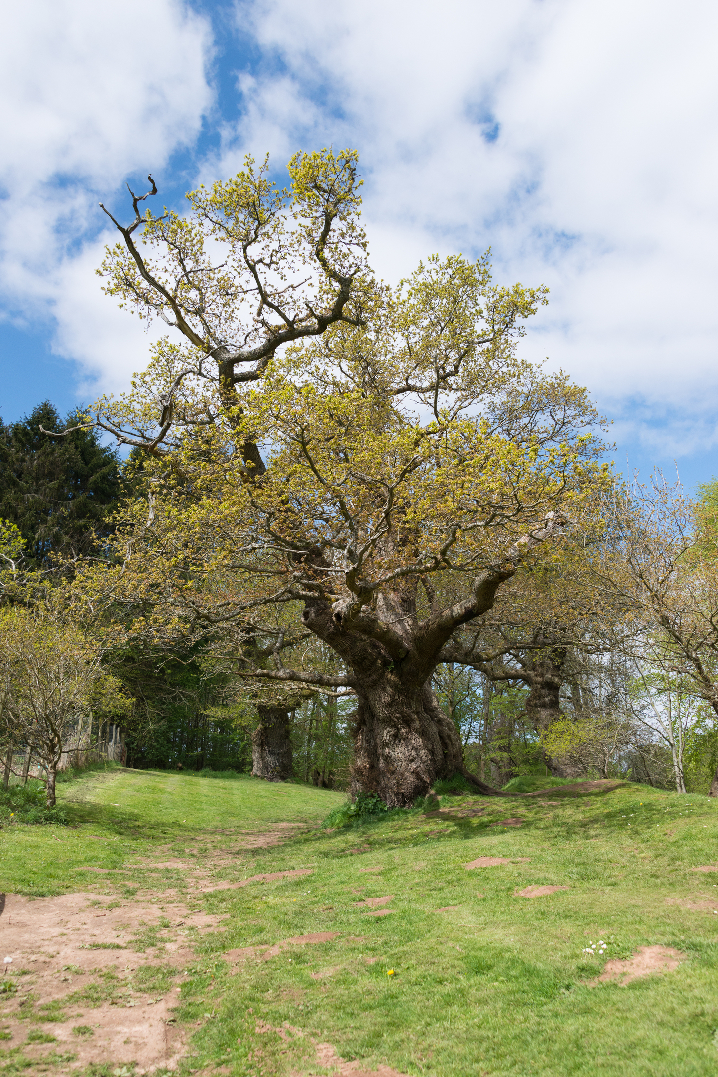A path going past and old and impressive oak tree.