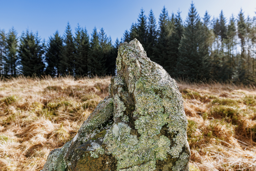A close up of a standing stone covered in lichen, with a grassy moor and forest in the background