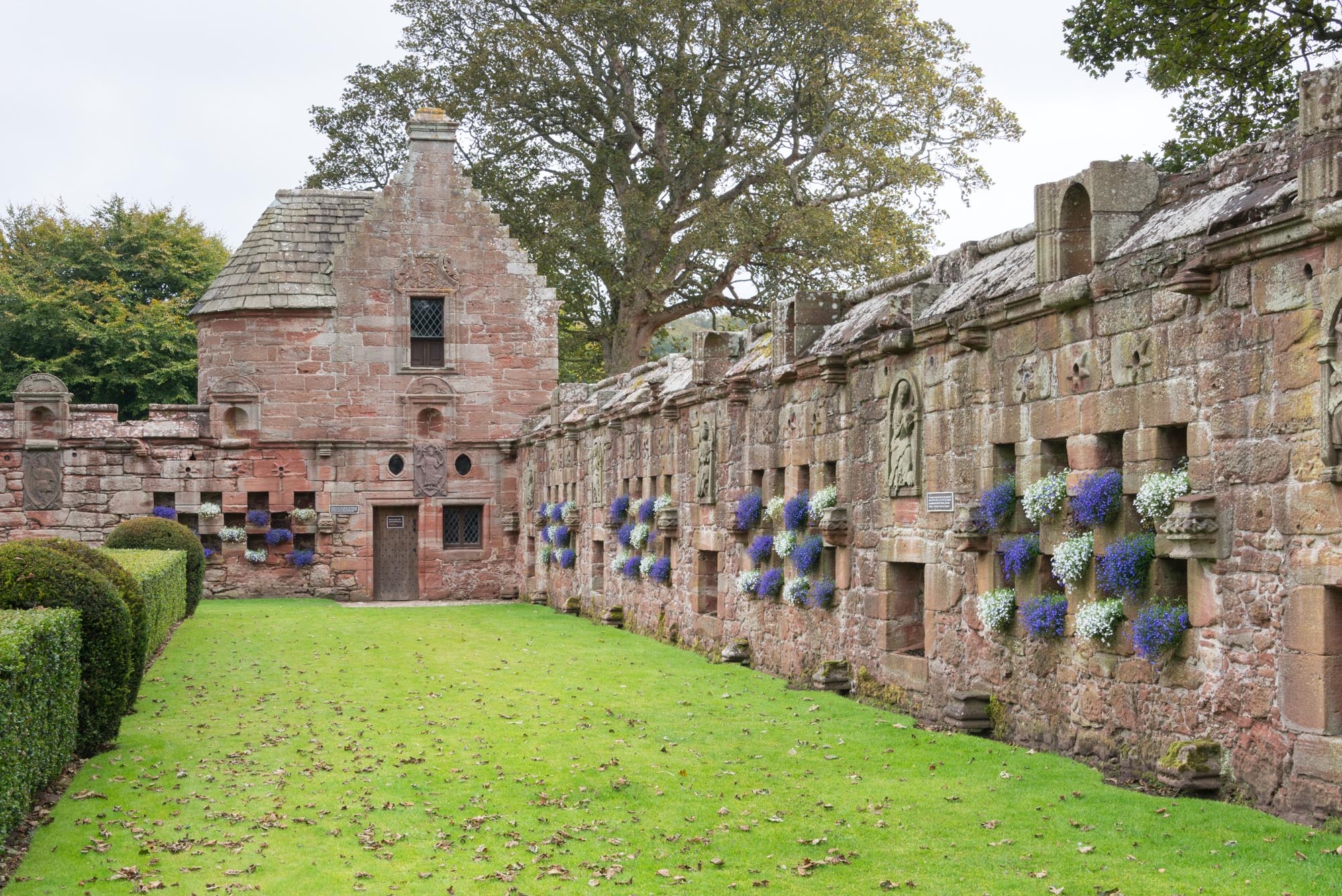 Blue and green flowers adorning the distinctive perimeter walls of the walled garden at Edzell Castle. In the corner of the garden, the walls meet at a small turreted building, perhaps a gardener's storehouse.