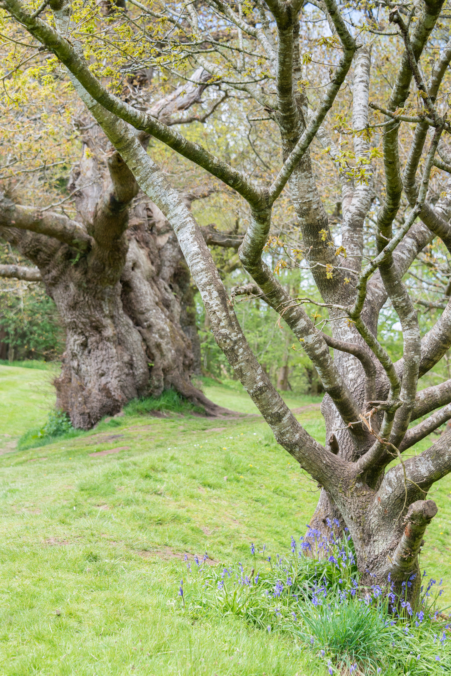 Wildflowers growing at the foot of a tree with many curved branches. 