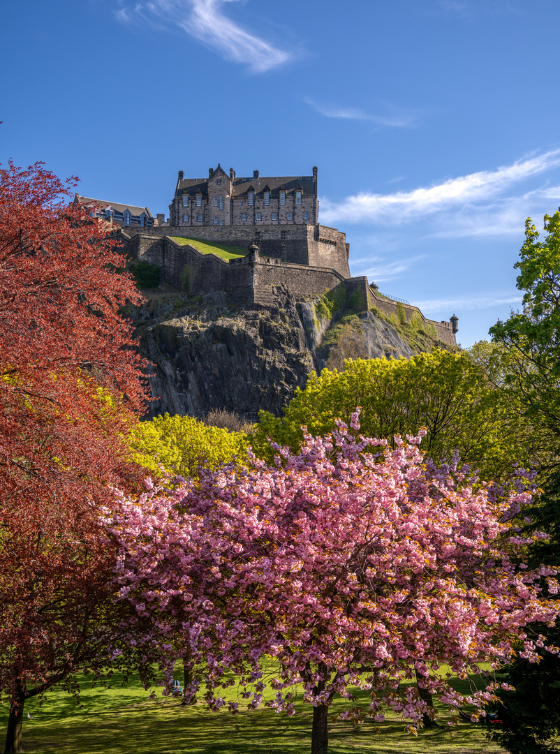 A pink cherry blossom tree in bloom in the park below Edinburgh Castle