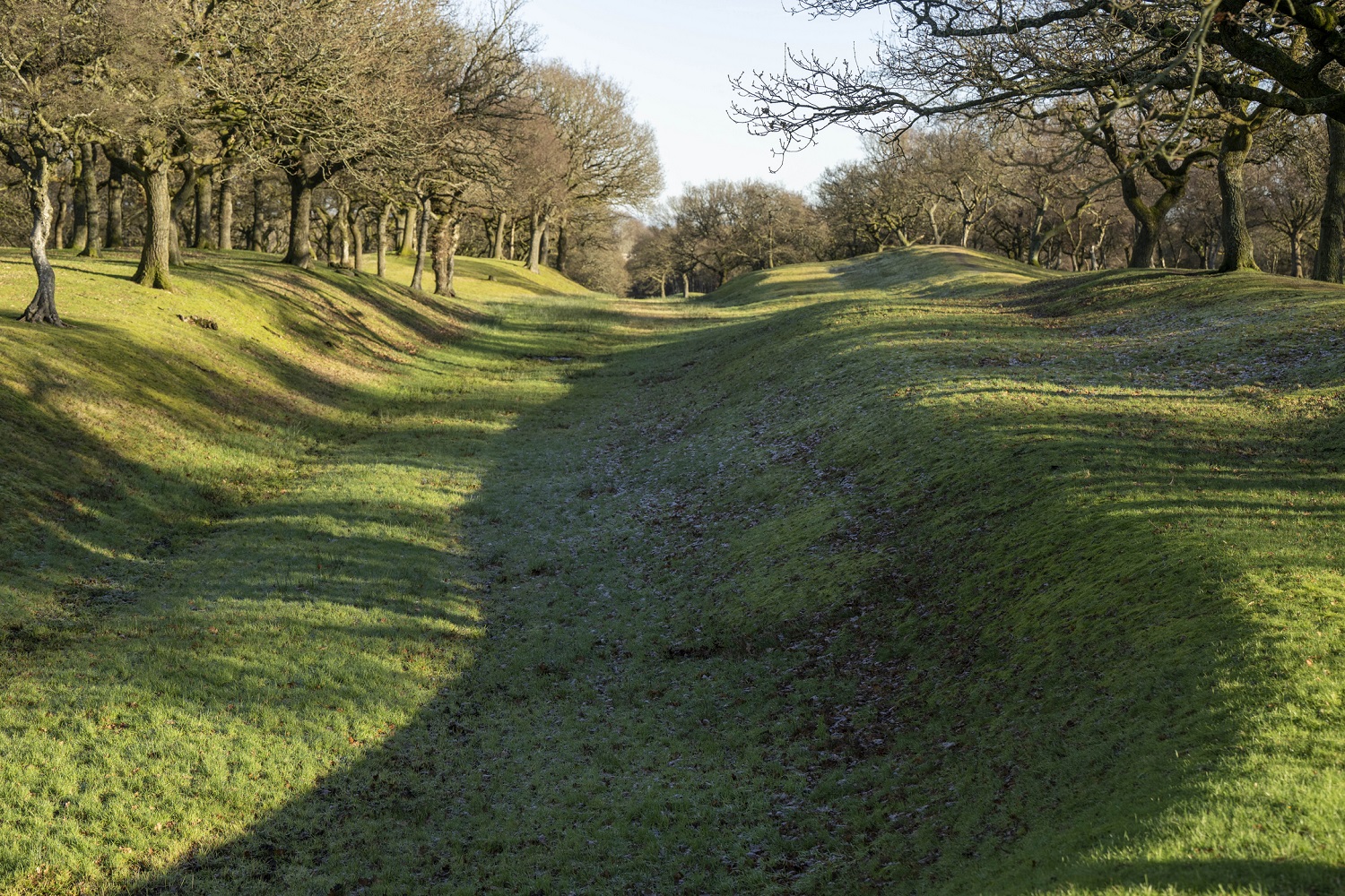 Grassy ditch and embankment at Seabegs Wood with bare trees lining both sides under clear blue sky.