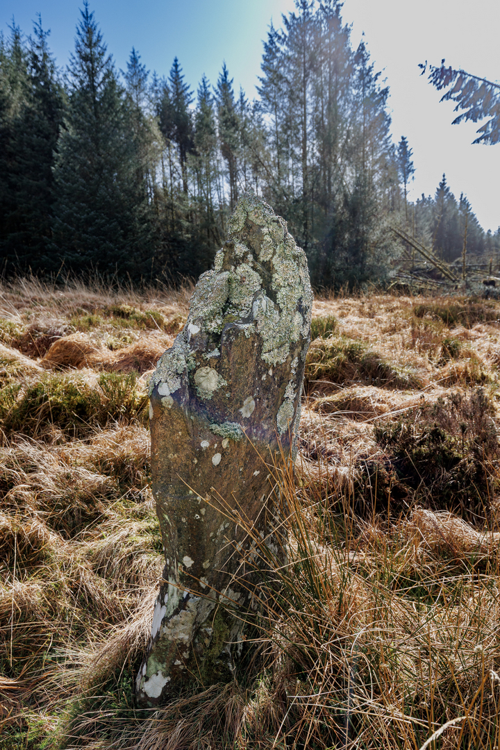 A standing stone in a grassy moor covered in lichen