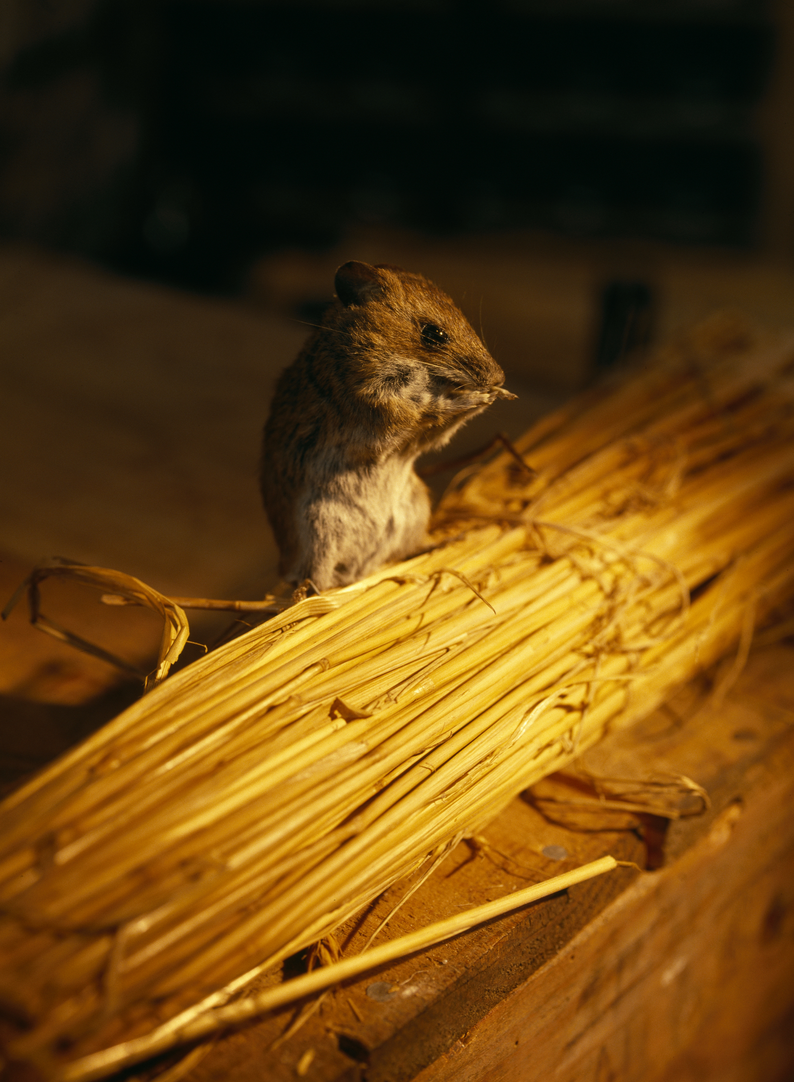 A model of a small brown mouse perched on a bundle of golden straw inside a dimly lit interior.