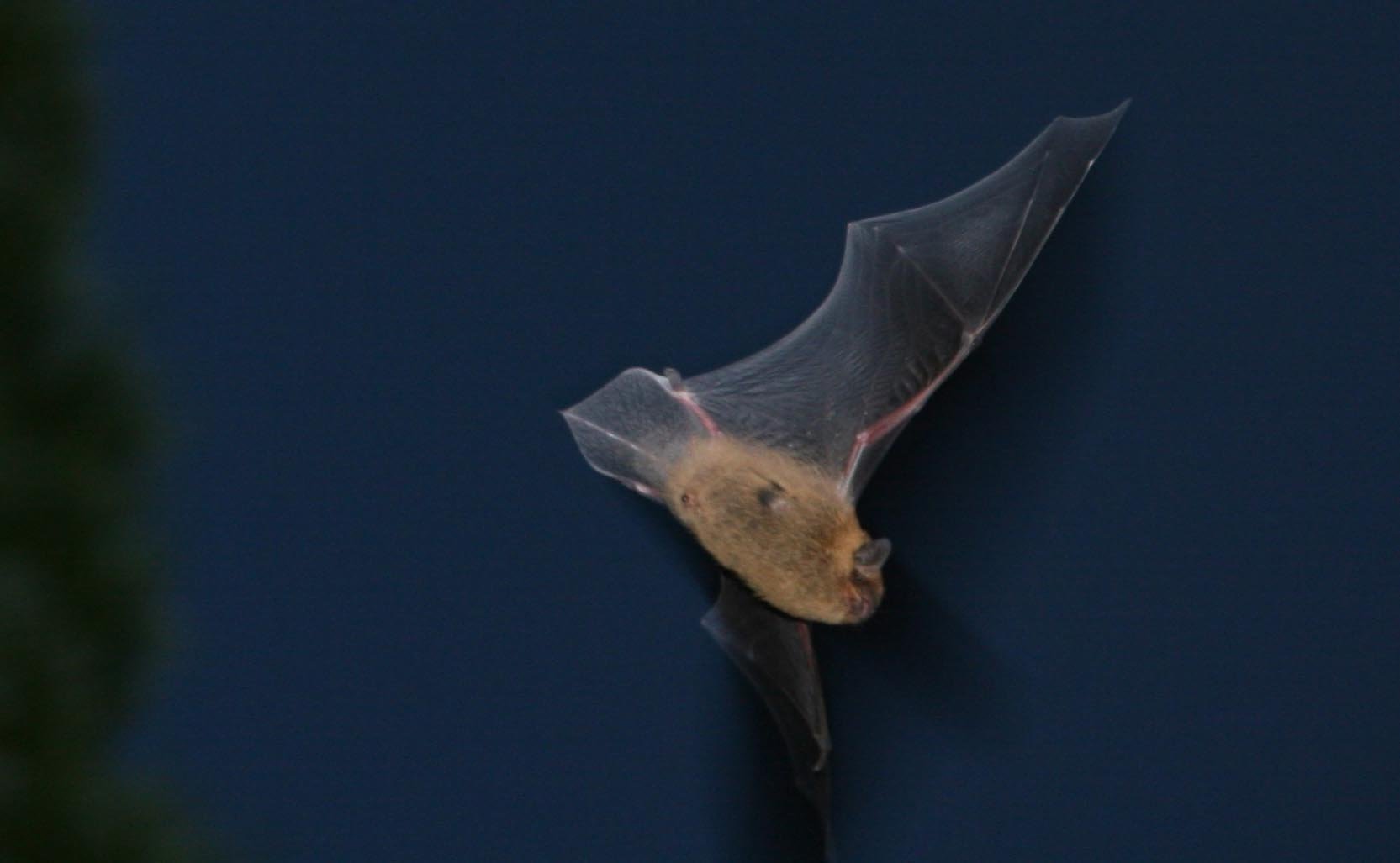 Bat flying in motion with a dark sky behind it.