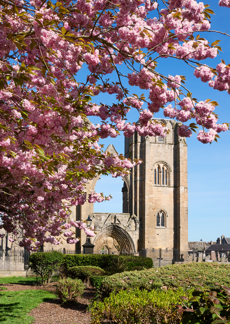 A pink cherry blossom tree in bloom in front of a large blonde sandstone cathedral