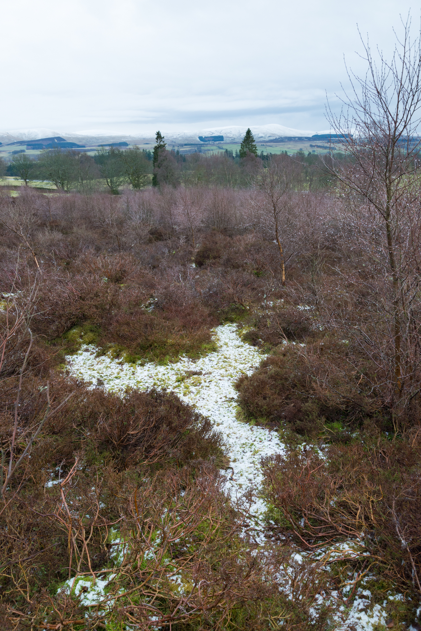 Snow-dusted heather and low shrubs on uneven ground, with a view across to distant hills beneath a grey winter sky.