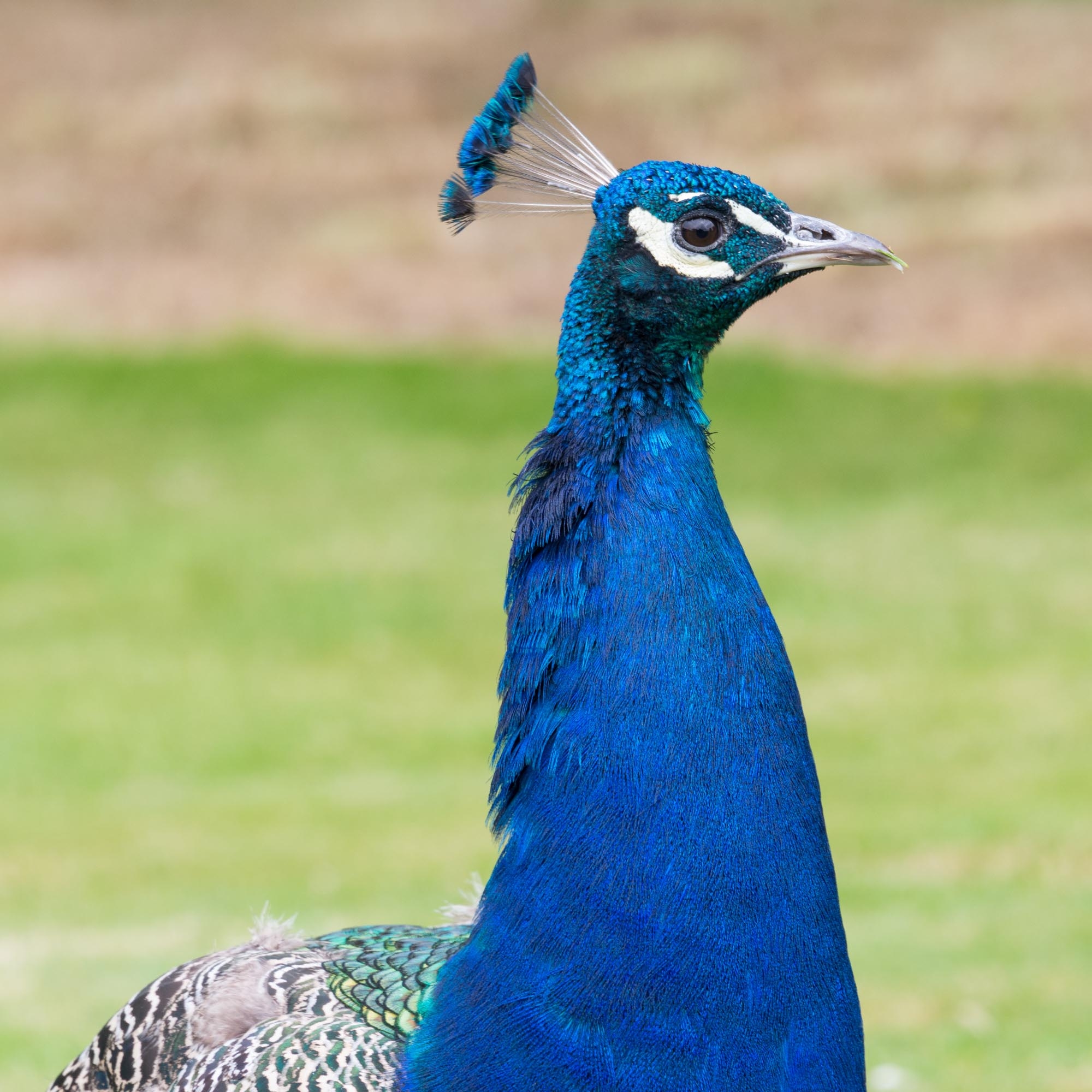 A peacock with bright blue feathers in the grounds of Edzell Castle