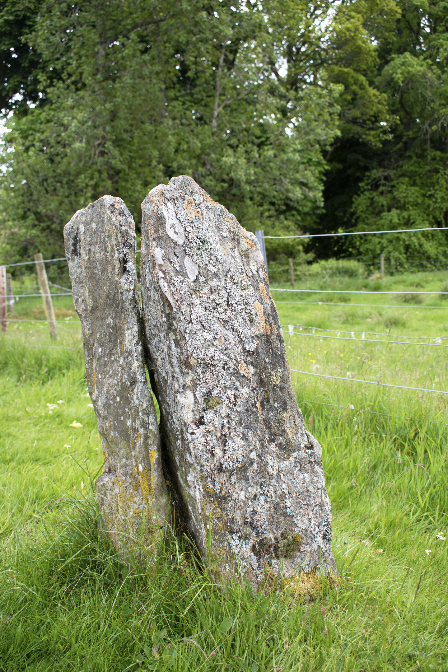 Two upright, lichen‑covered standing stones set in lush green grass, with a wire fence and dense trees in the background.