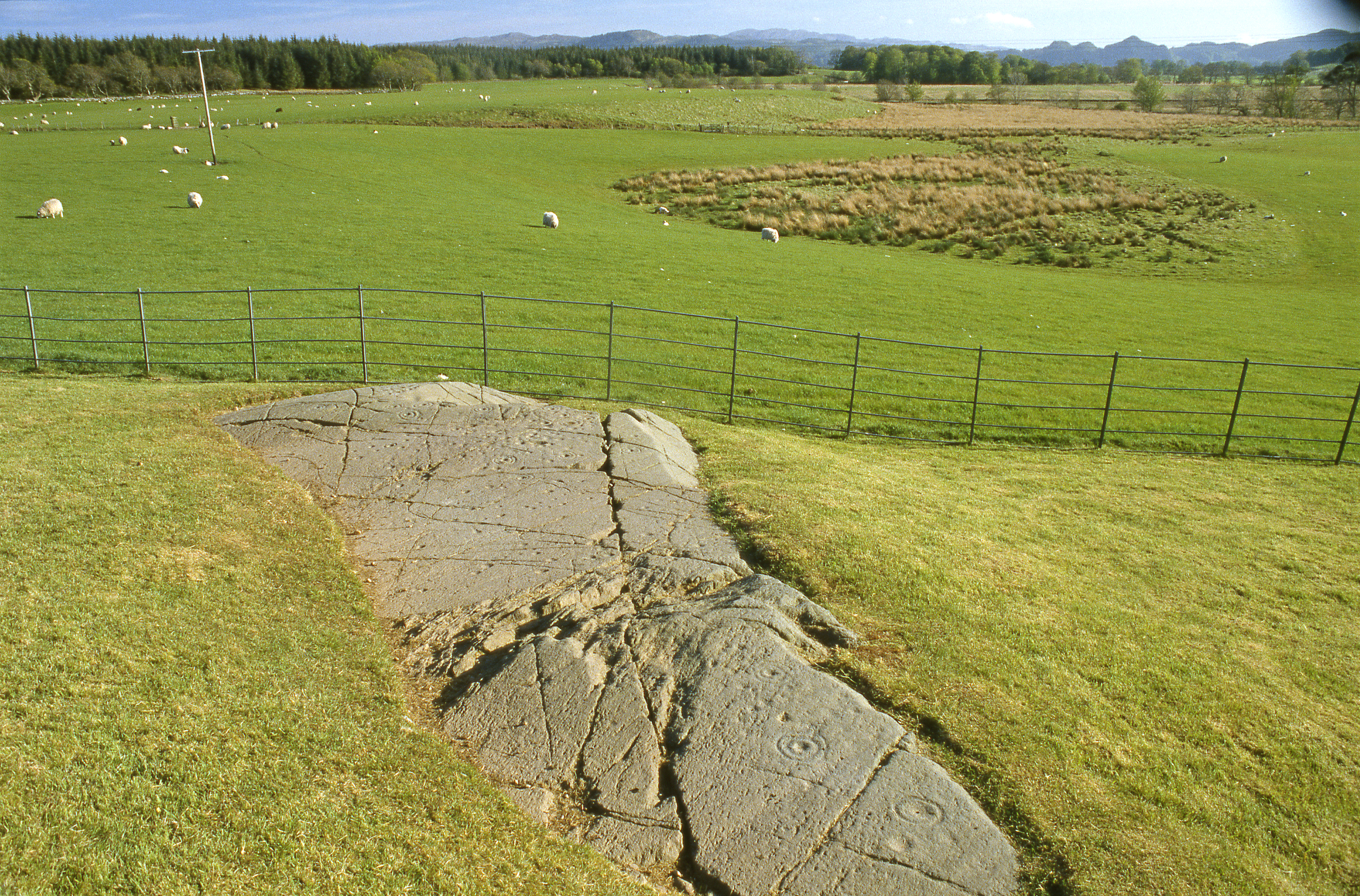 A wide landscape view showing a large exposed rock surface carved with prehistoric cup‑and‑ring marks, set on a grassy slope. A metal fence runs behind the rock, with open green fields, grazing sheep, and distant hills under a bright sky.