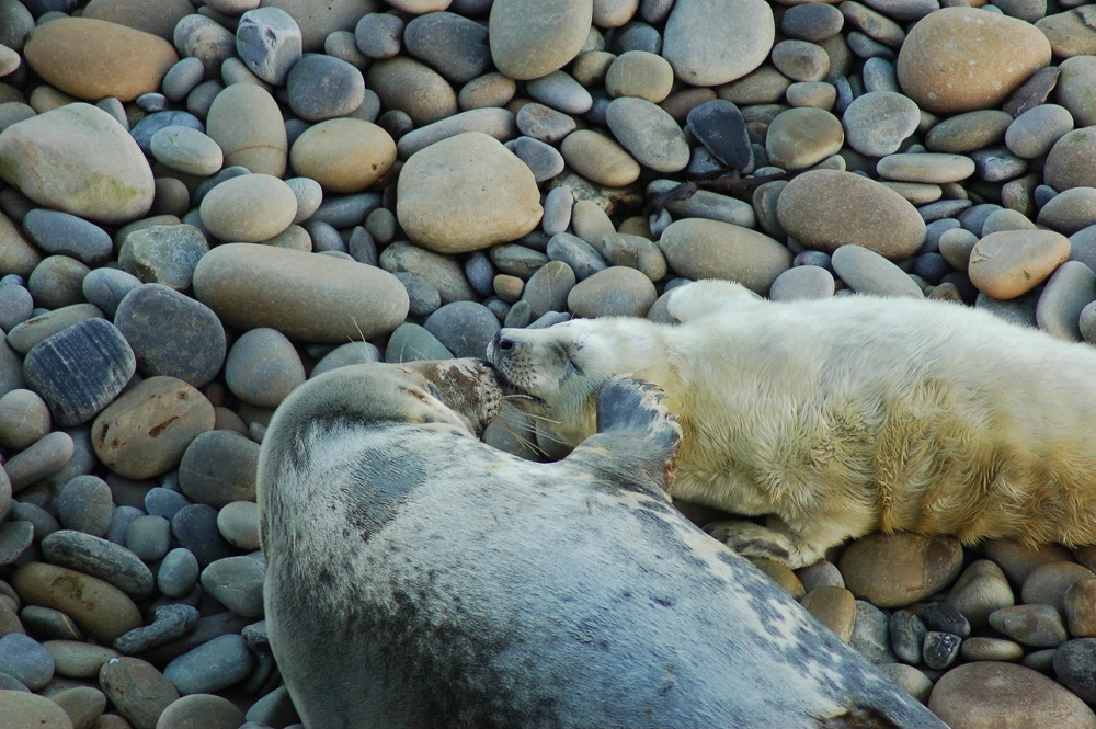 Mum and pup grey seals lying together on a stone beach.