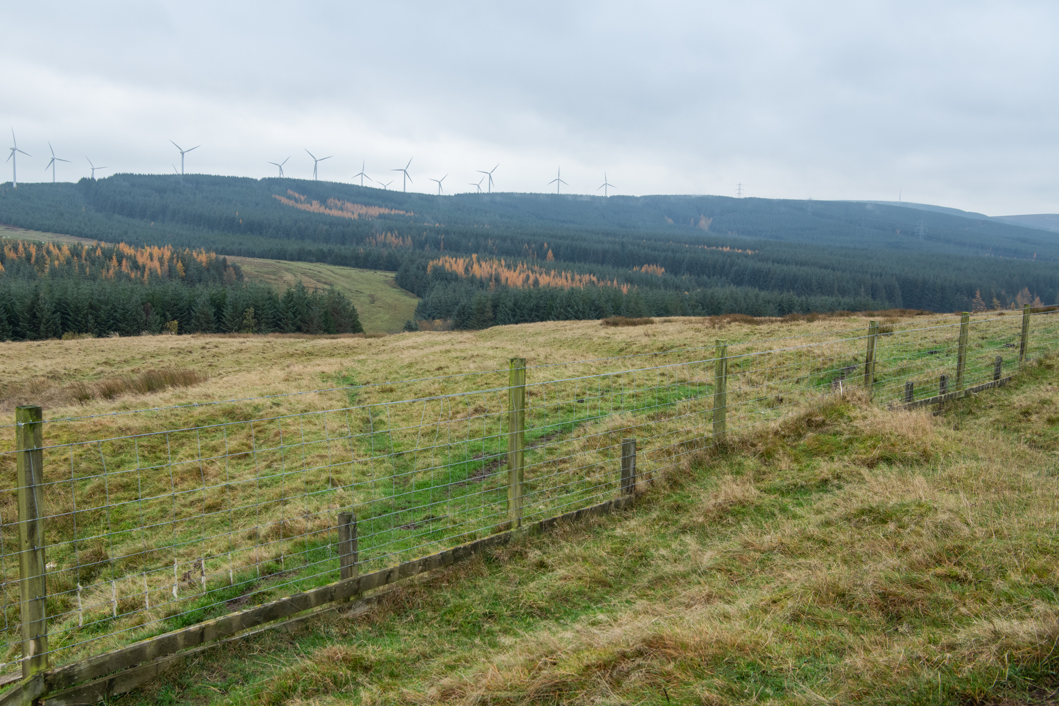 Ground-level view of Dere Street Roman Road as a grassy linear feature running parallel to a wire fence in open moorland. The background shows forested hills with autumn-colored trees and wind turbines along the skyline under an overcast sky.